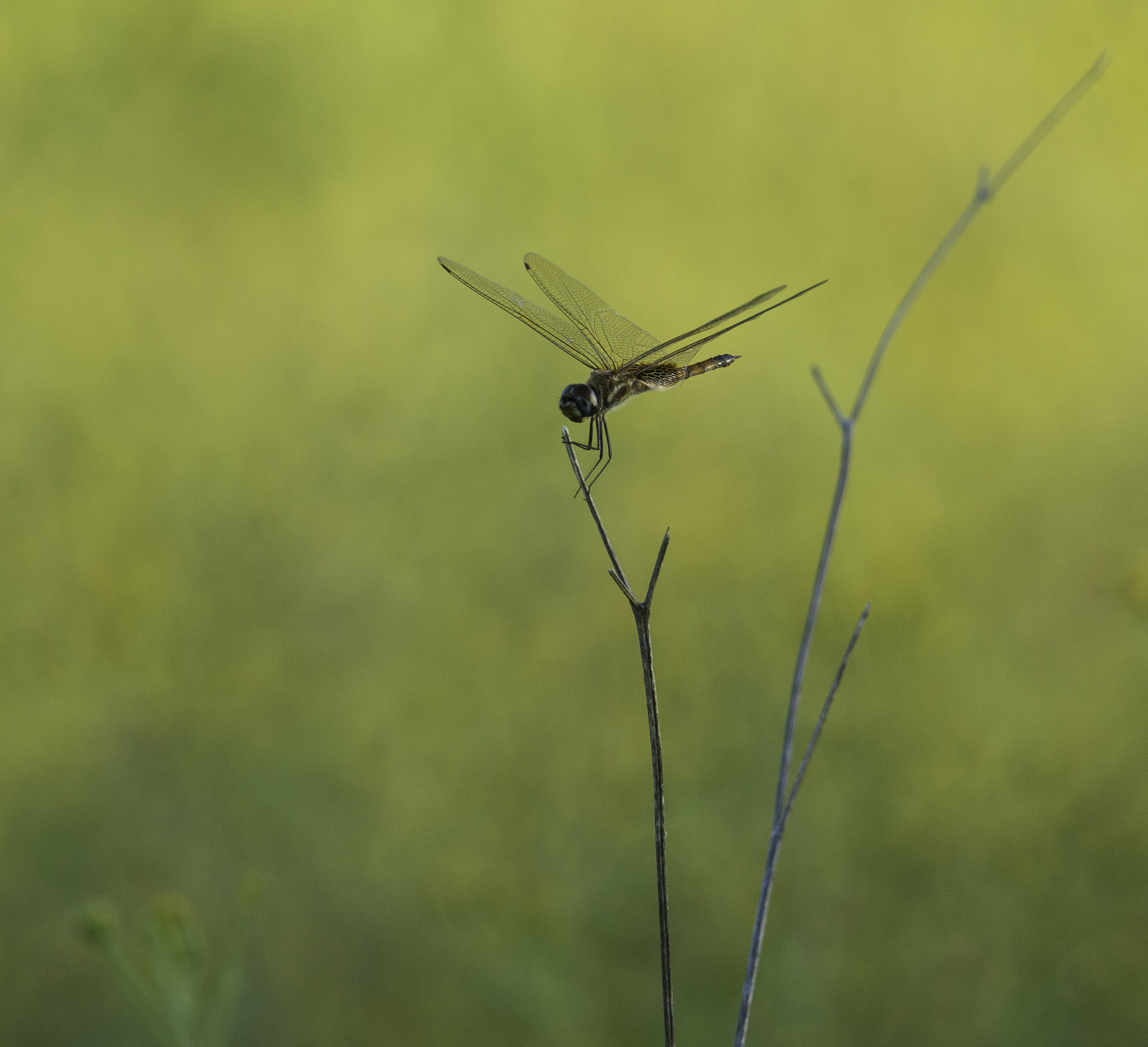 Nikon AF-S Nikkor 800mm F5.6E FL ED VR sample photo. Reina del campo photography