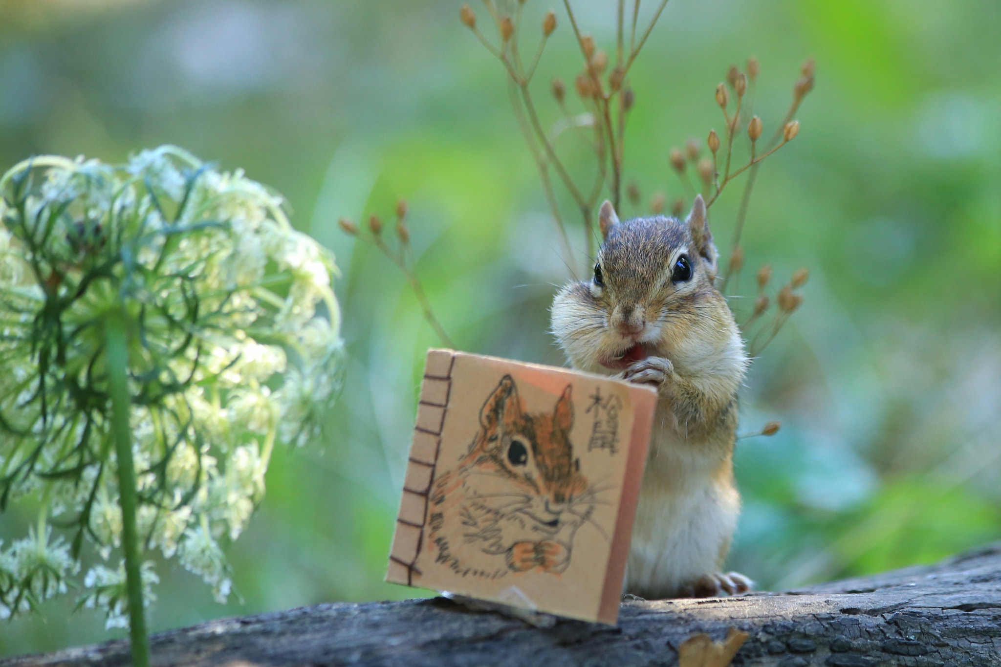 Canon EF 70-300mm F4-5.6 IS USM sample photo. It's looking at  a book about squirrel. photography