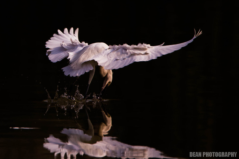 Canon EOS-1D Mark IV sample photo. Hunting photography