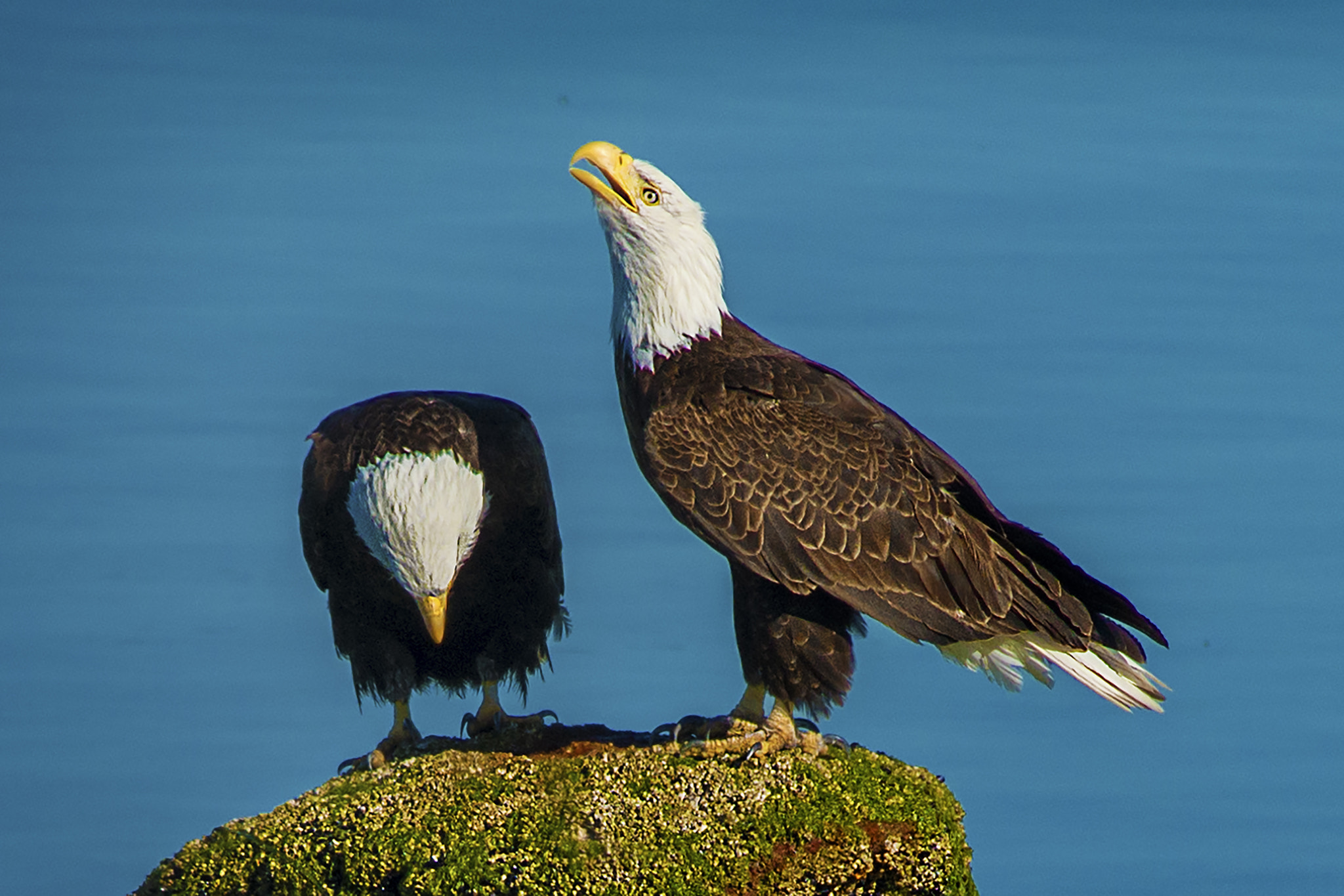 Nikon D800E + AF Nikkor 300mm f/4 IF-ED sample photo. Dominance photography