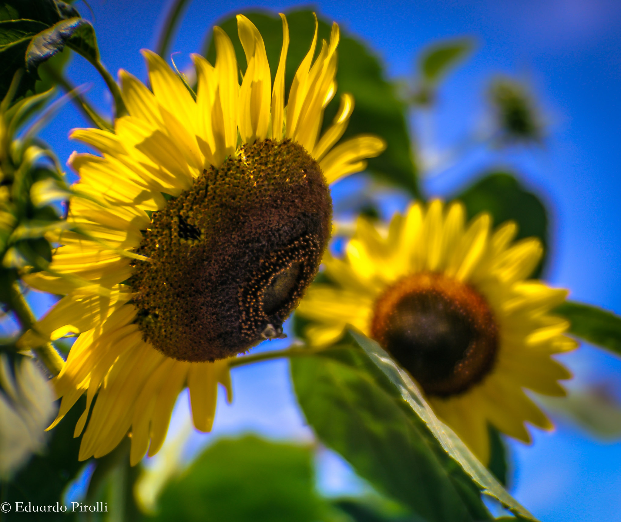Nikon D3 + Nikon AF Nikkor 50mm F1.8D sample photo. Sun flower photography