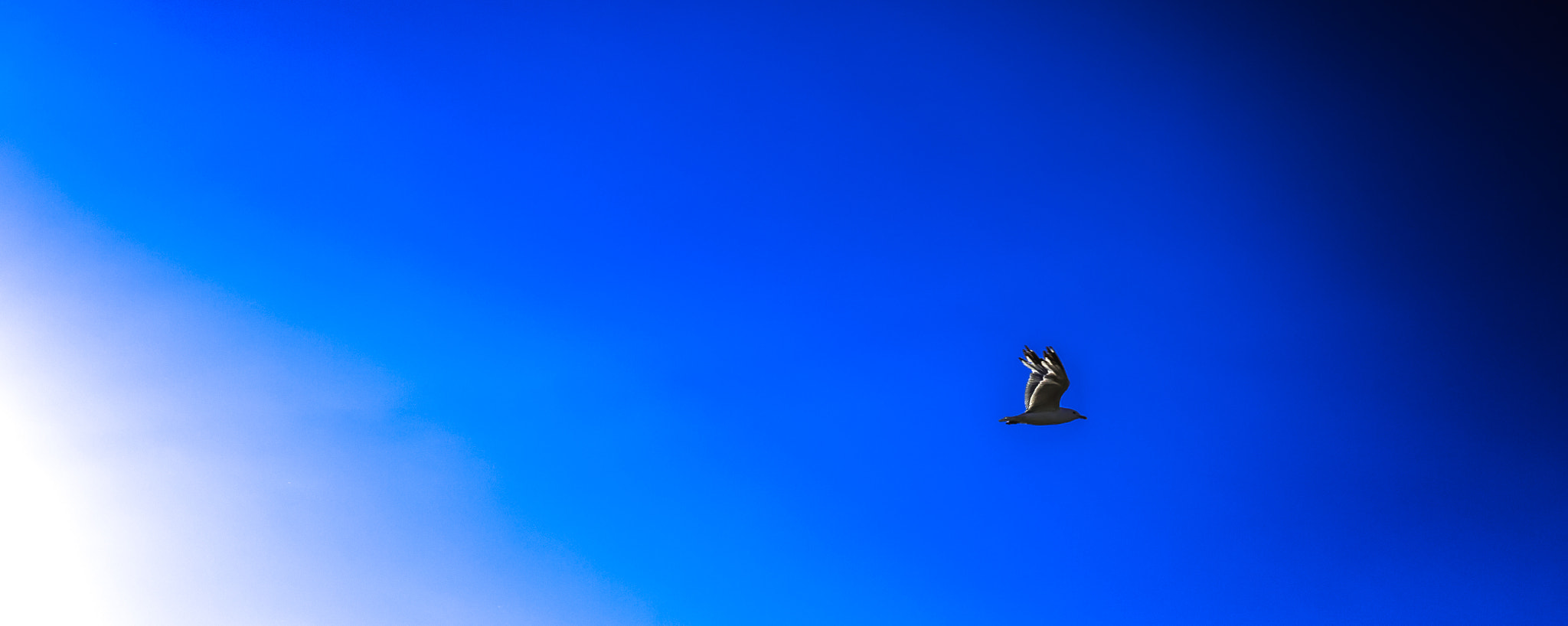Canon EF 16-35mm F4L IS USM sample photo. Bird photography