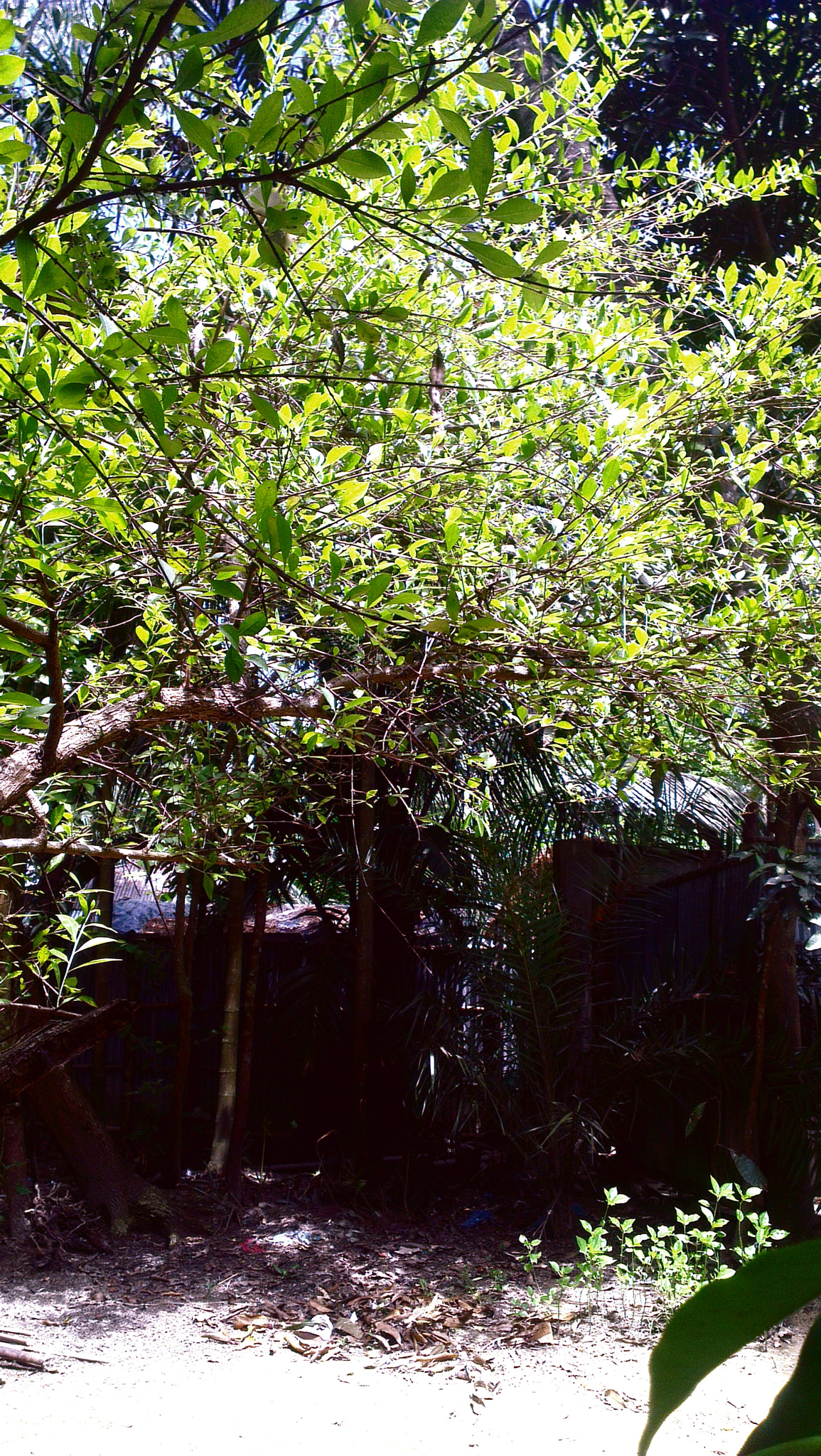 HTC ONE X sample photo