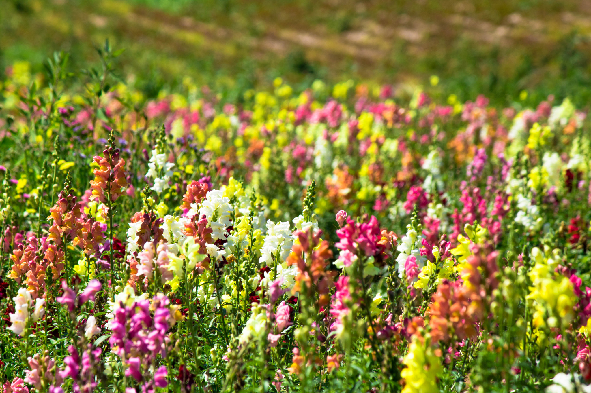 Canon EOS 750D (EOS Rebel T6i / EOS Kiss X8i) sample photo. Field of flowers  photography