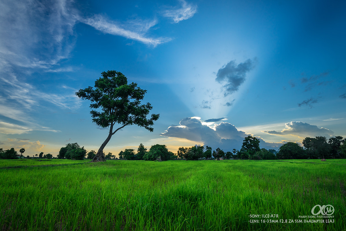 Sony Vario-Sonnar T* 16-35mm F2.8 ZA SSM II sample photo. Truly nature! photography
