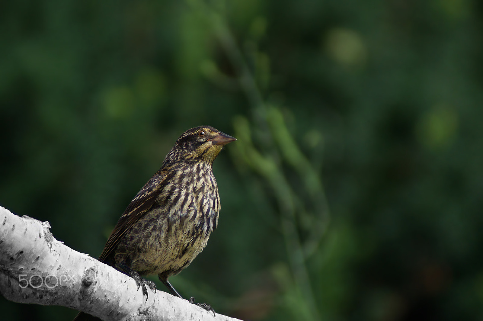 Sony SLT-A37 + Sony 75-300mm F4.5-5.6 sample photo. Mrs. redwing photography