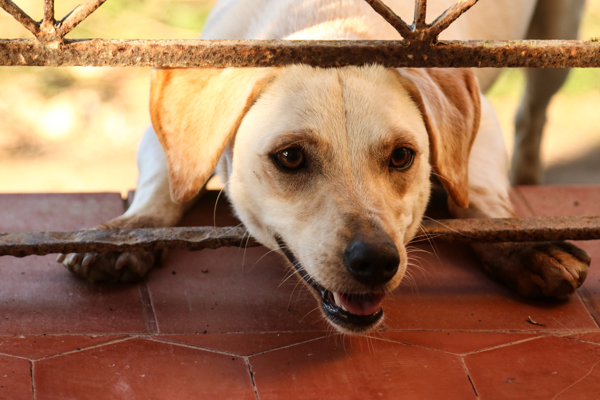Canon EOS 750D (EOS Rebel T6i / EOS Kiss X8i) sample photo. Laica photography
