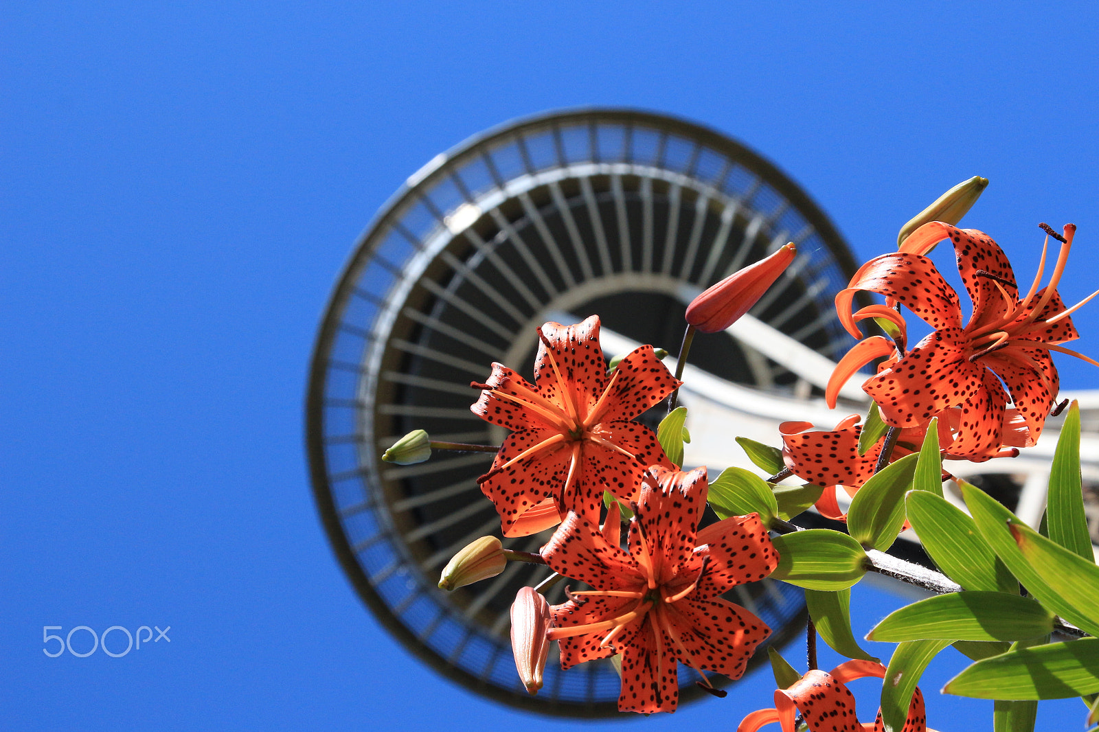 Canon EOS 650D (EOS Rebel T4i / EOS Kiss X6i) sample photo. Space needle photography