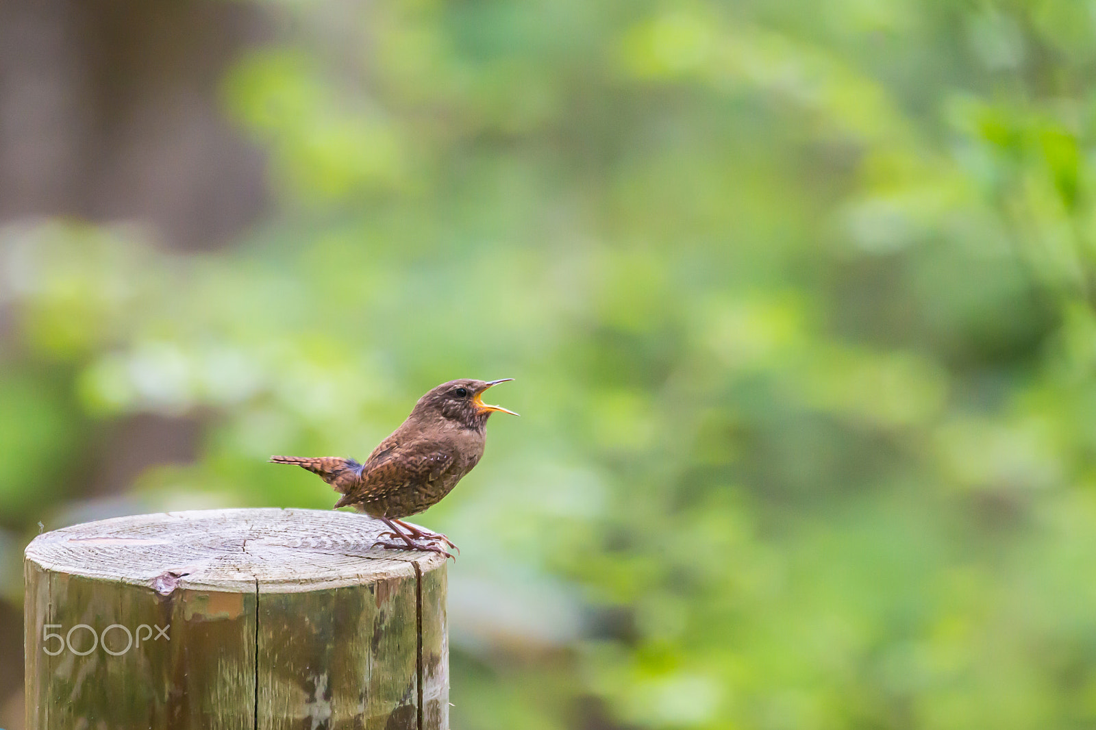 Canon EOS-1D X sample photo. Singing aloud photography