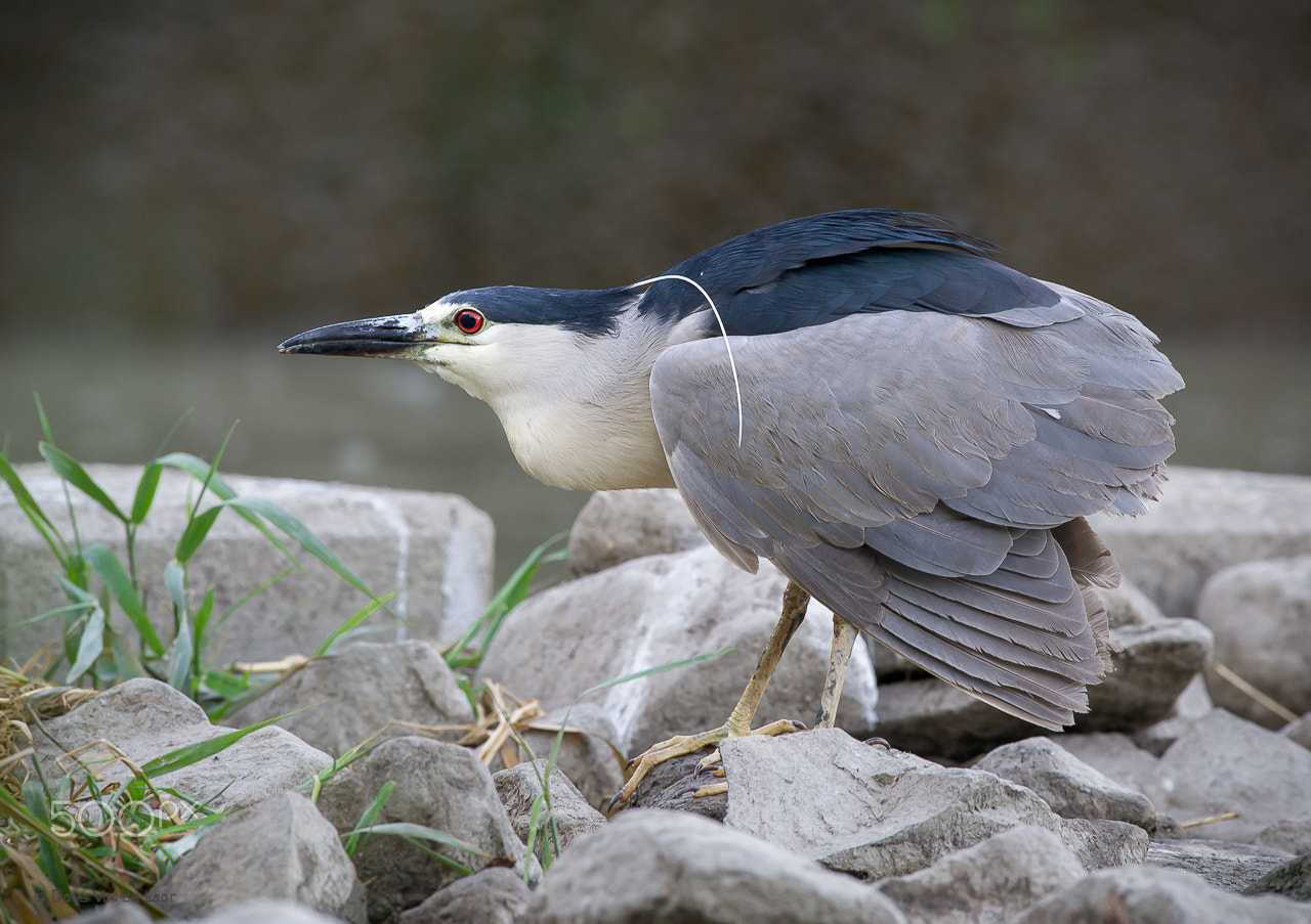 Nikon D3S + Nikon AF-S Nikkor 600mm F4G ED VR sample photo. Black-crowned night heron photography