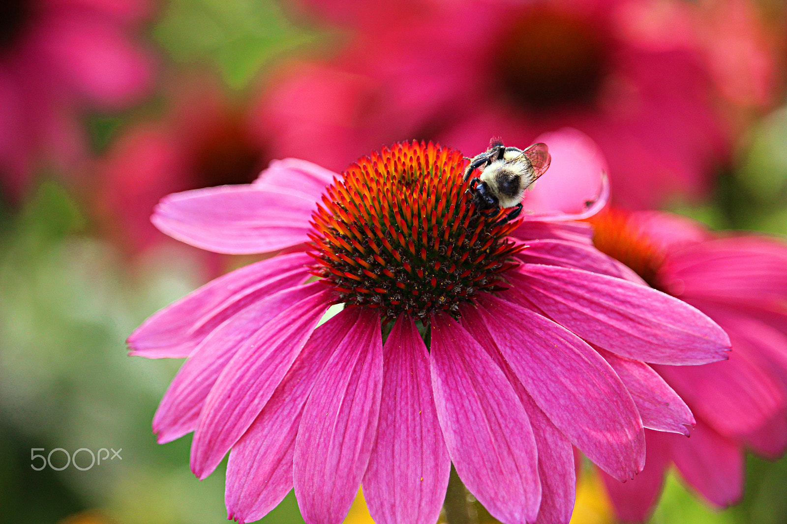 Canon EOS 600D (Rebel EOS T3i / EOS Kiss X5) + 55.0 - 250.0 mm sample photo. Bee on a cone photography