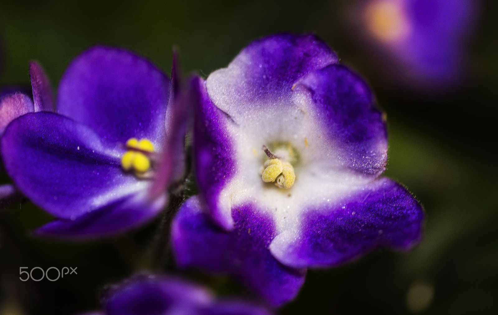 Sigma APO Macro 180mm F2.8 EX DG OS HSM sample photo. African violet photography