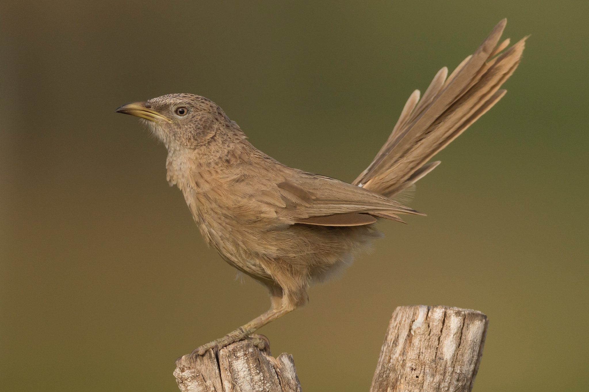 Canon EF 800mm F5.6L IS USM sample photo. Arabian babbler photography
