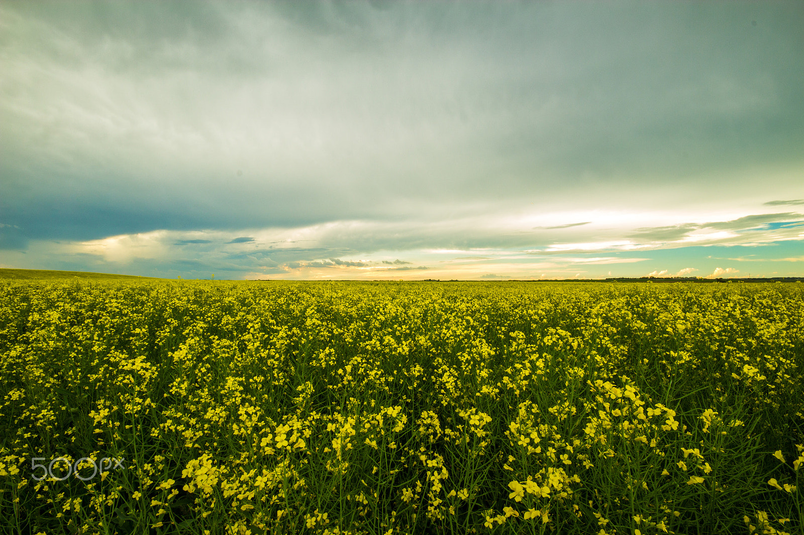 Sigma 10-20mm F4-5.6 EX DC HSM sample photo. Canola landscapes photography