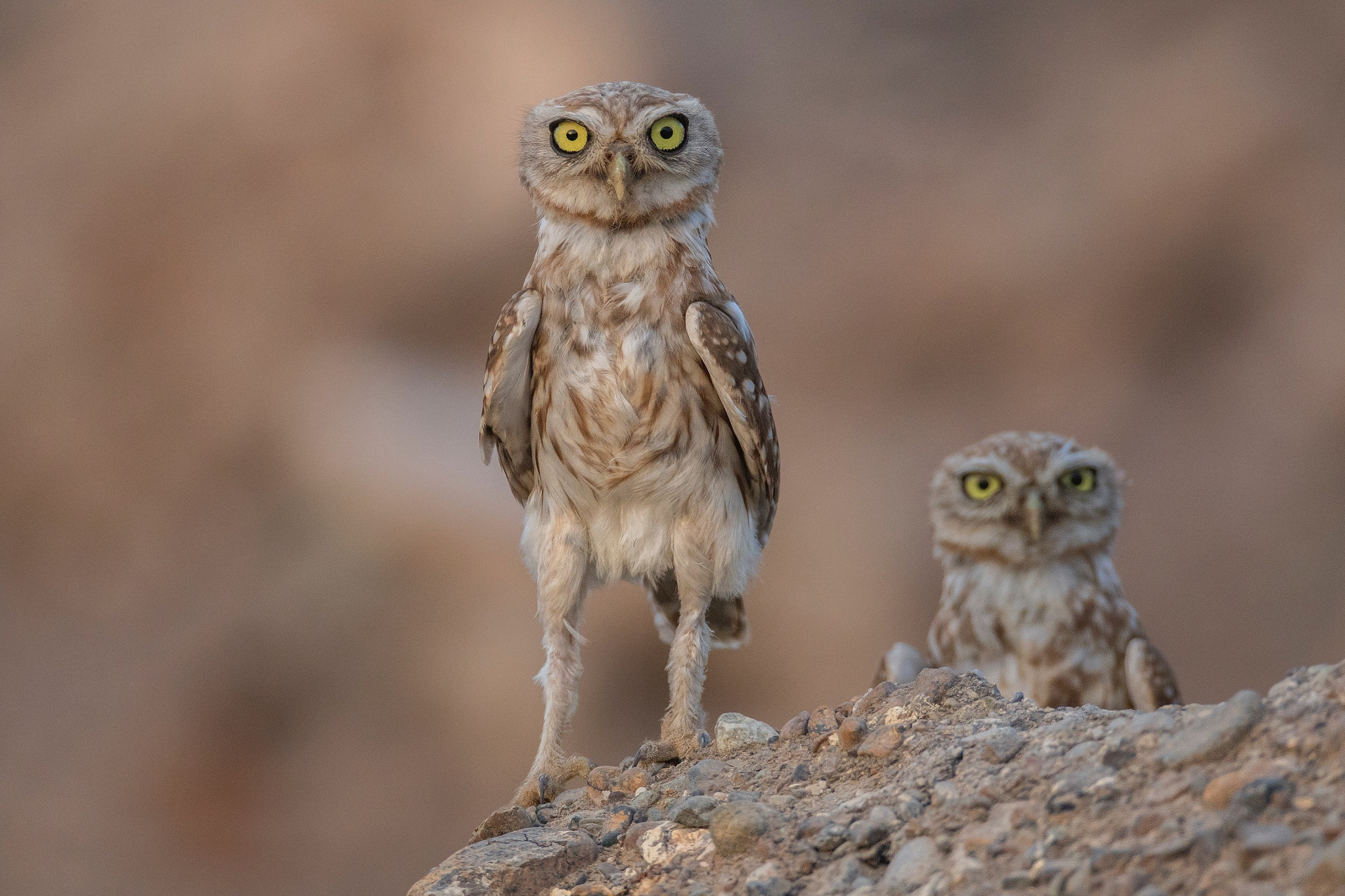 Canon EF 800mm F5.6L IS USM sample photo. Littel owl photography