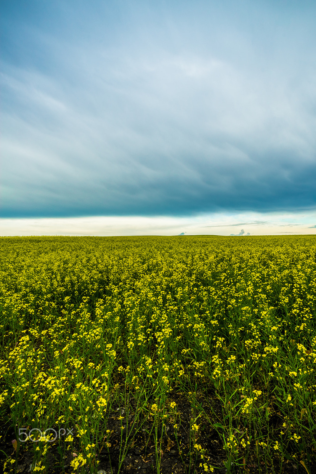 Sigma 10-20mm F4-5.6 EX DC HSM sample photo. Hdr canola landscape photography