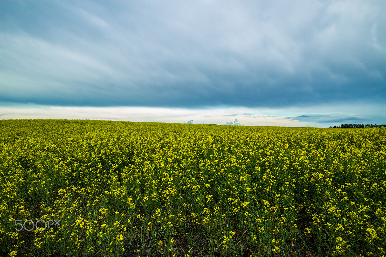 Sigma 10-20mm F4-5.6 EX DC HSM sample photo. Canola landscape 2 photography