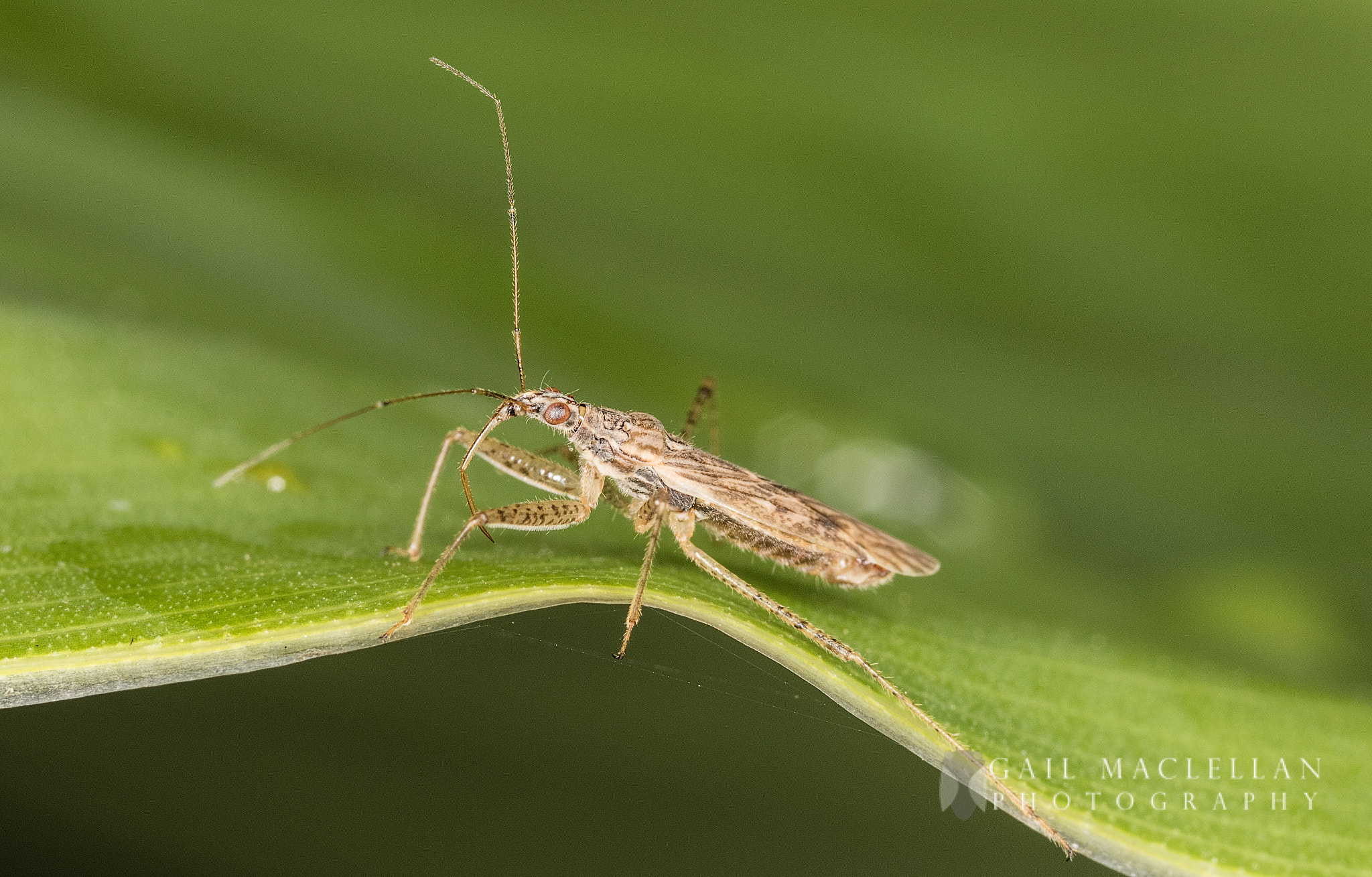 Canon MP-E 65mm F2.5 1-5x Macro Photo sample photo. Assassin bug photography