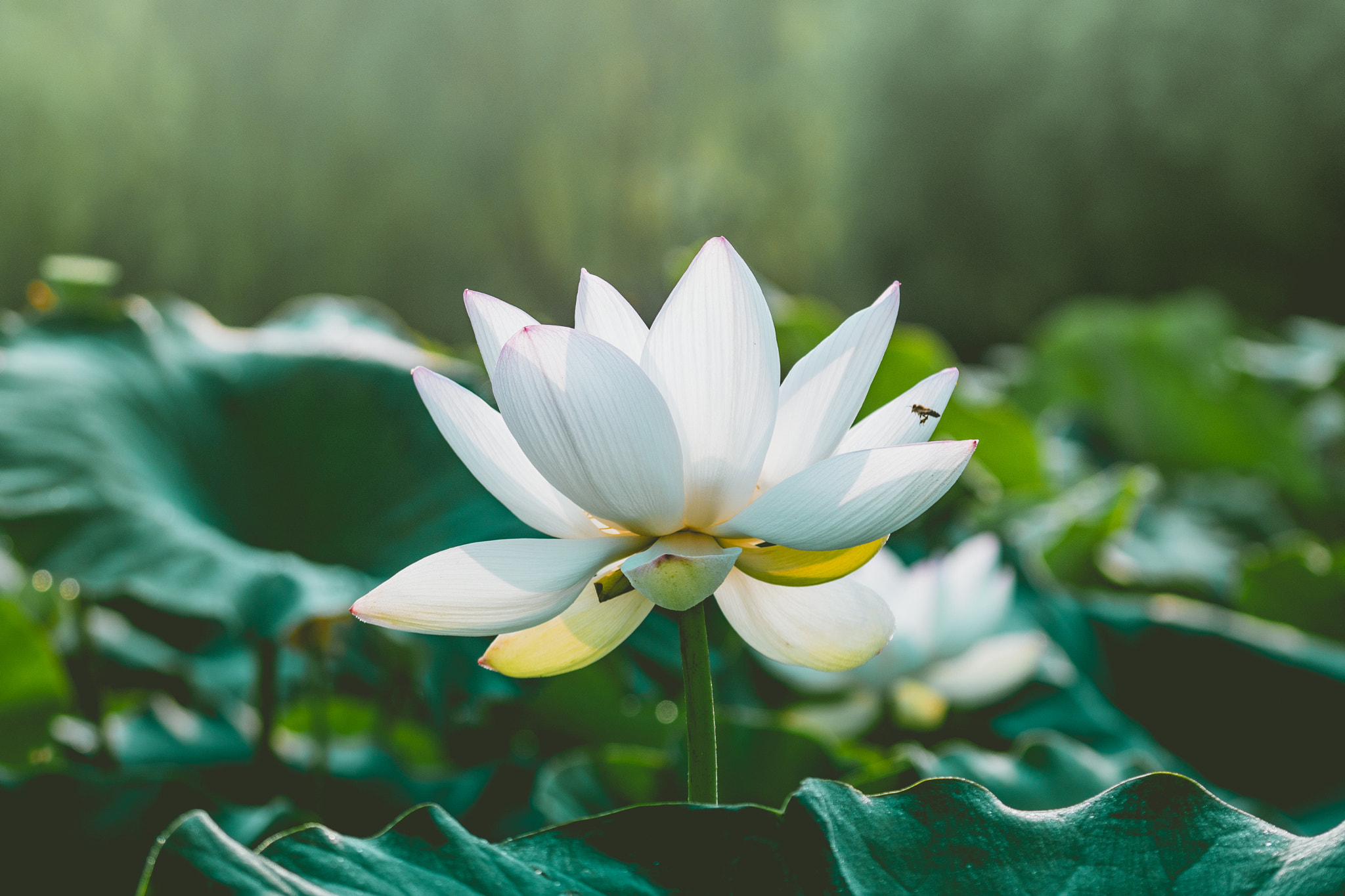 Sony a6300 + Sony FE 70-200mm F4 G OSS sample photo. Pollination photography