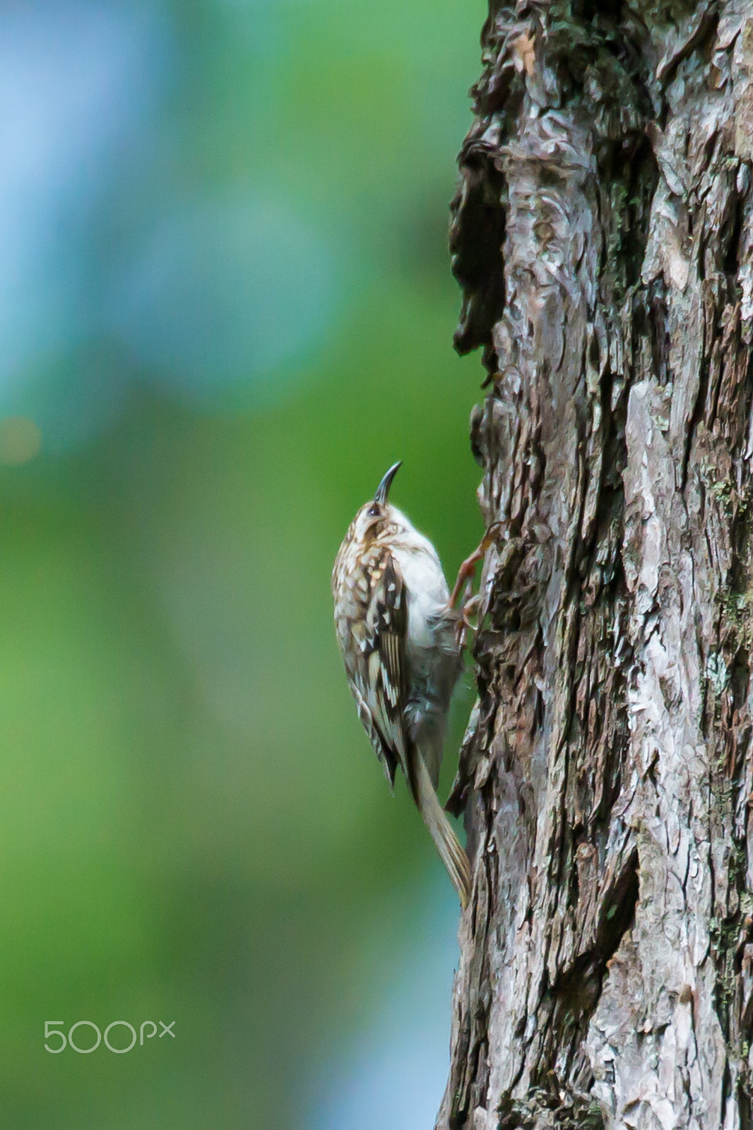 Canon EOS-1D X sample photo. Creeping photography