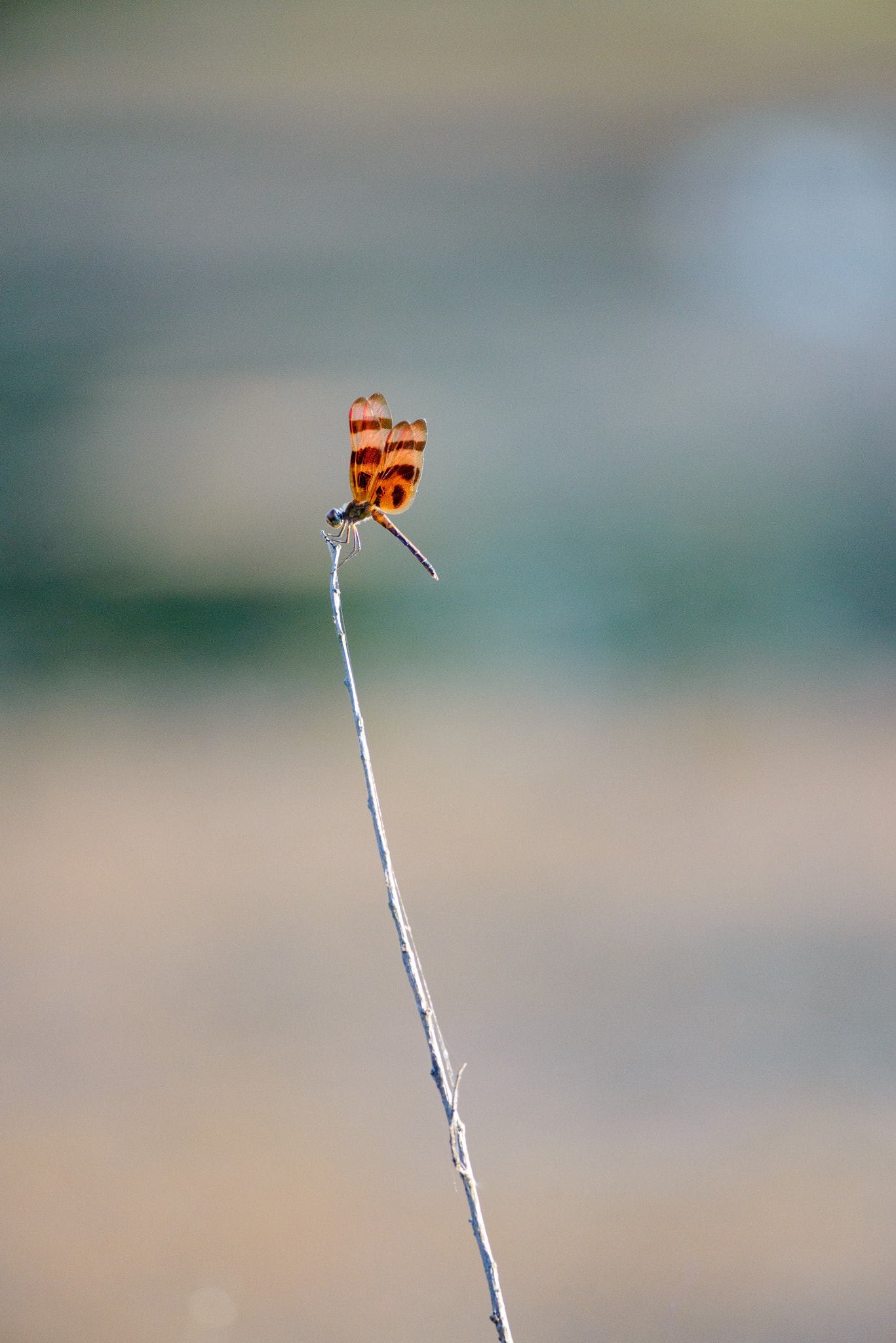 Nikon D600 + Nikon AF-S Nikkor 300mm F4D ED-IF sample photo. Dragonfly photography