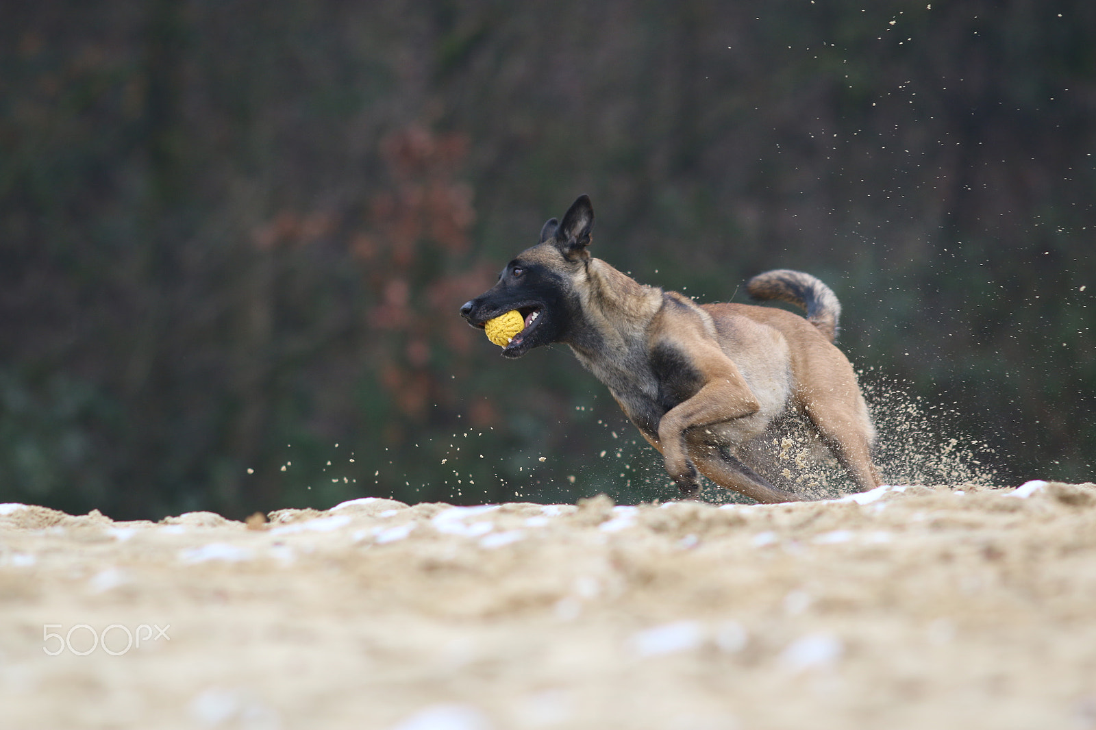 Canon EOS 70D + Canon EF 200mm F2.8L II USM sample photo. Balljunkie photography