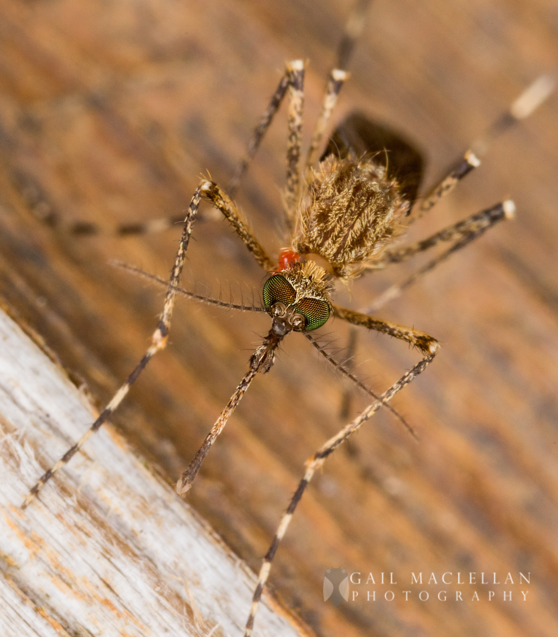 Canon MP-E 65mm F2.5 1-5x Macro Photo sample photo. Mosquito photography