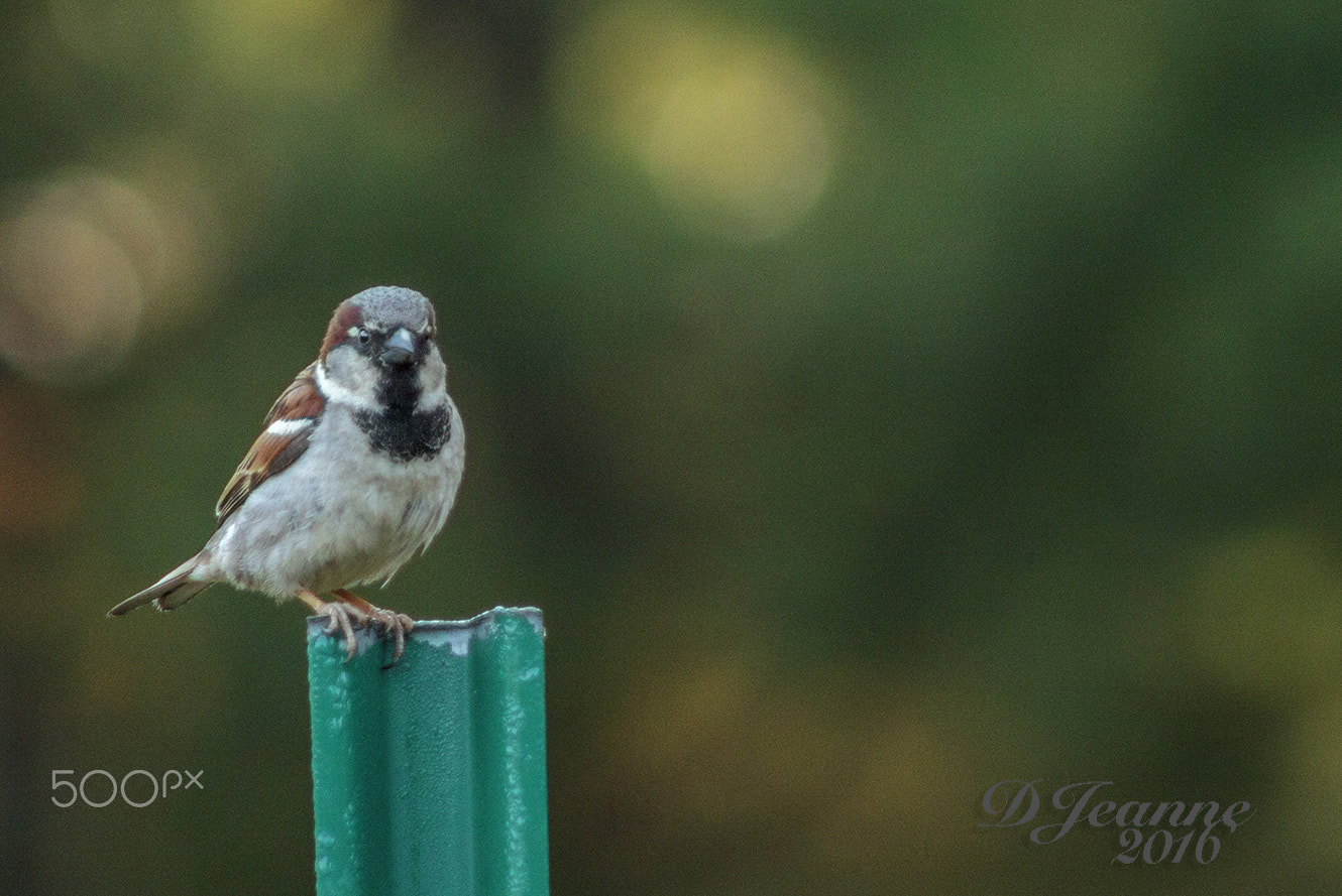 Canon EOS 50D + EF75-300mm f/4-5.6 sample photo. House sparrow photography