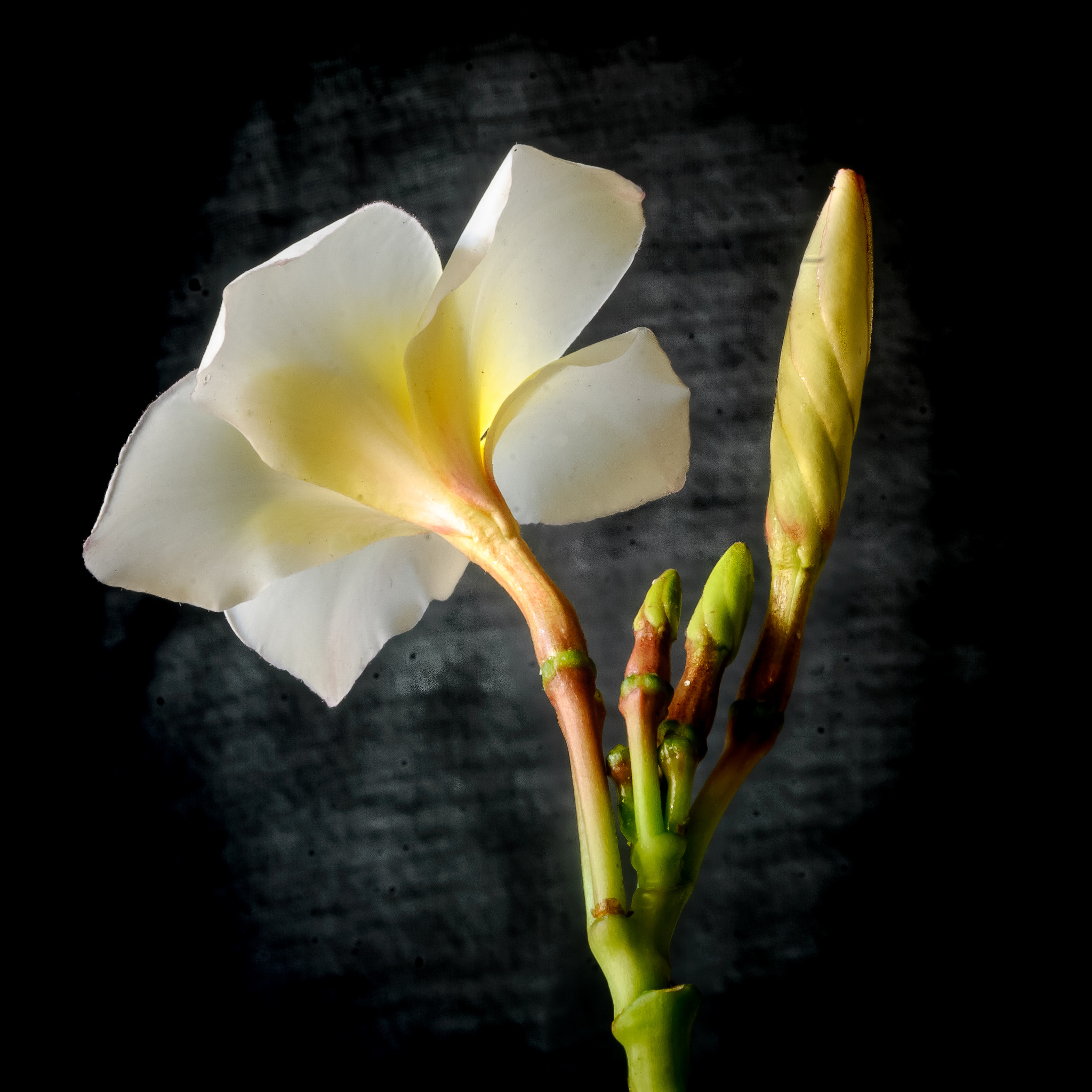 Nikon D40X sample photo. Flower & buds photography