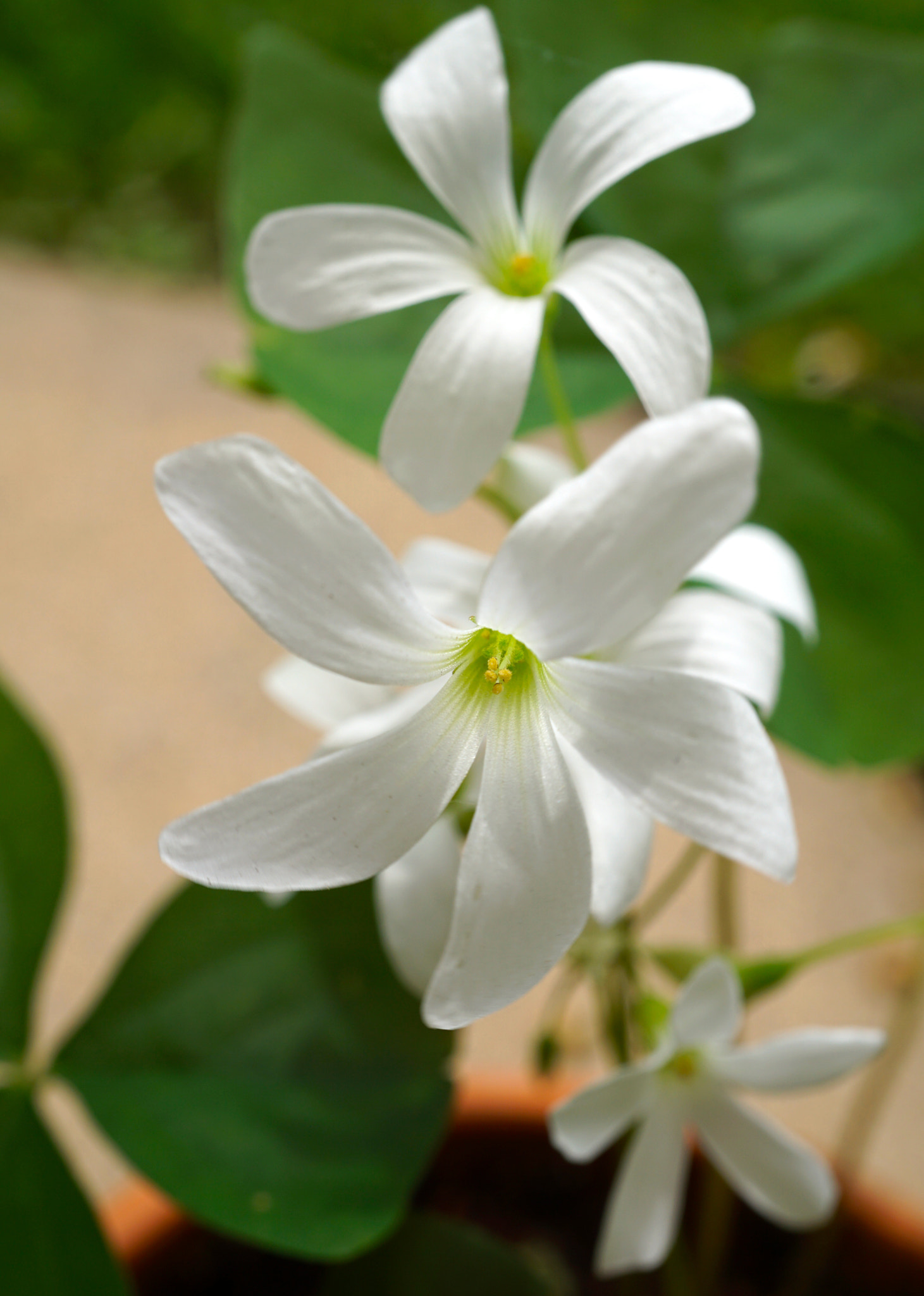 Sony a6000 + Sony E 30mm F3.5 sample photo. Oxalis regenelli photography