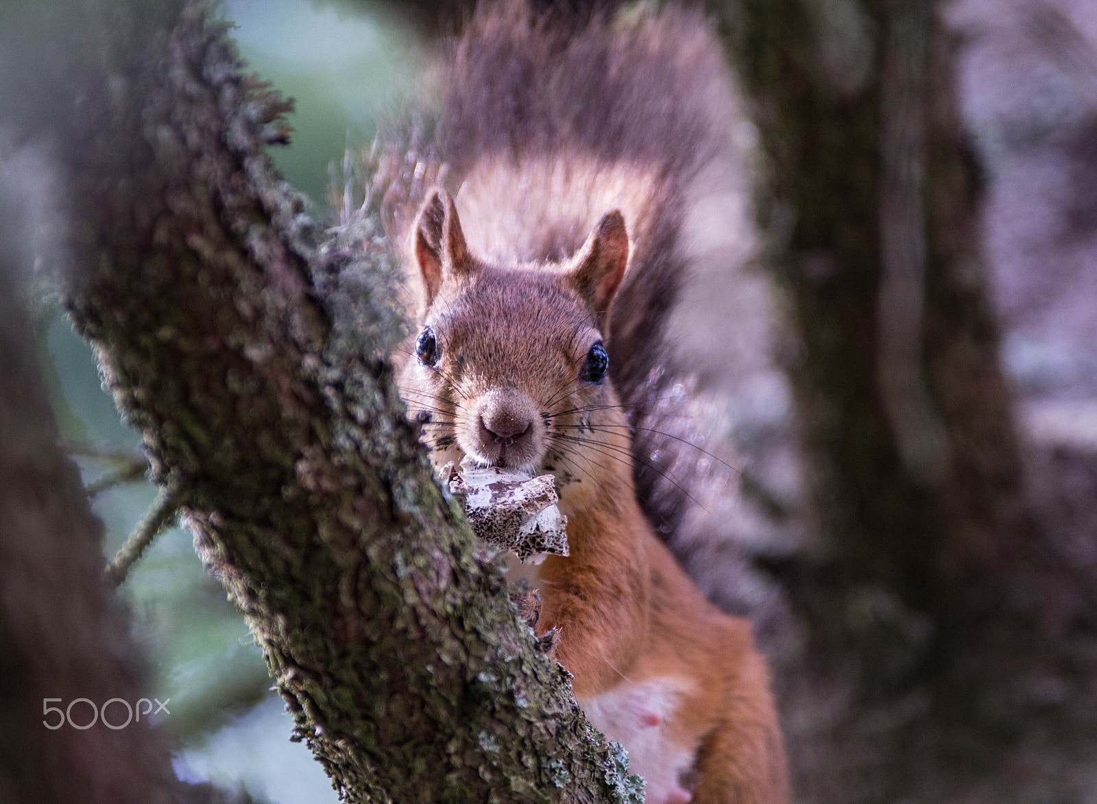 Canon EF 300mm f/2.8L + 1.4x sample photo. Hidden in the forest photography