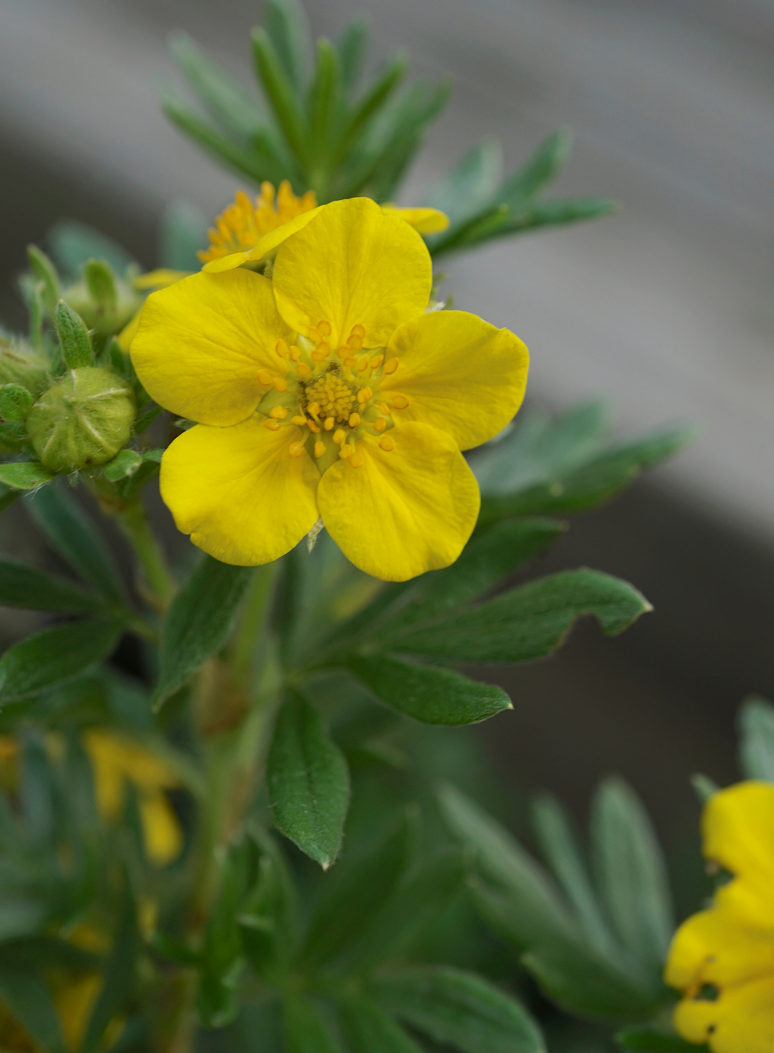 Sony a6000 + Sony E 30mm F3.5 sample photo. Dasiphora fruticosa photography