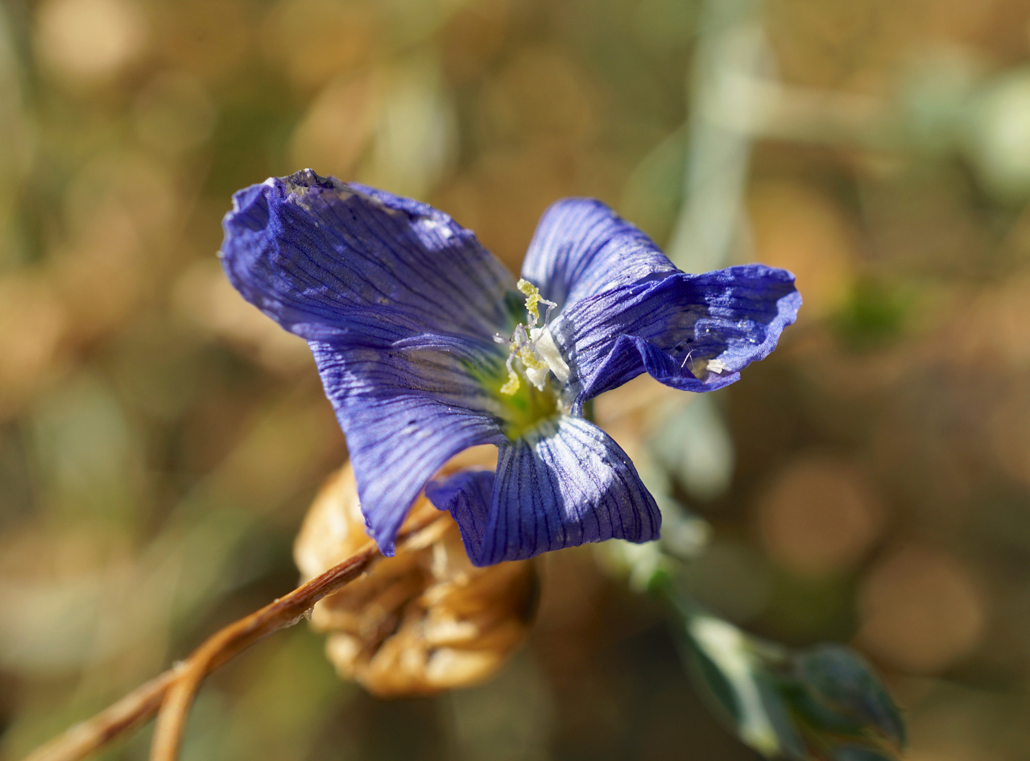 Sony a6000 + Sony E 30mm F3.5 sample photo. Gentianopsis holoptala photography