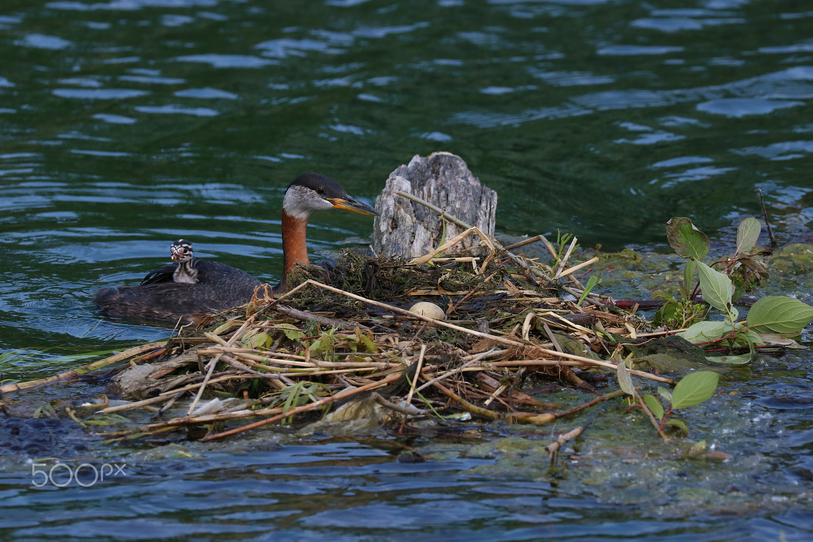 Canon EOS 760D (EOS Rebel T6s / EOS 8000D) sample photo. Red-necked grebes - 01 photography