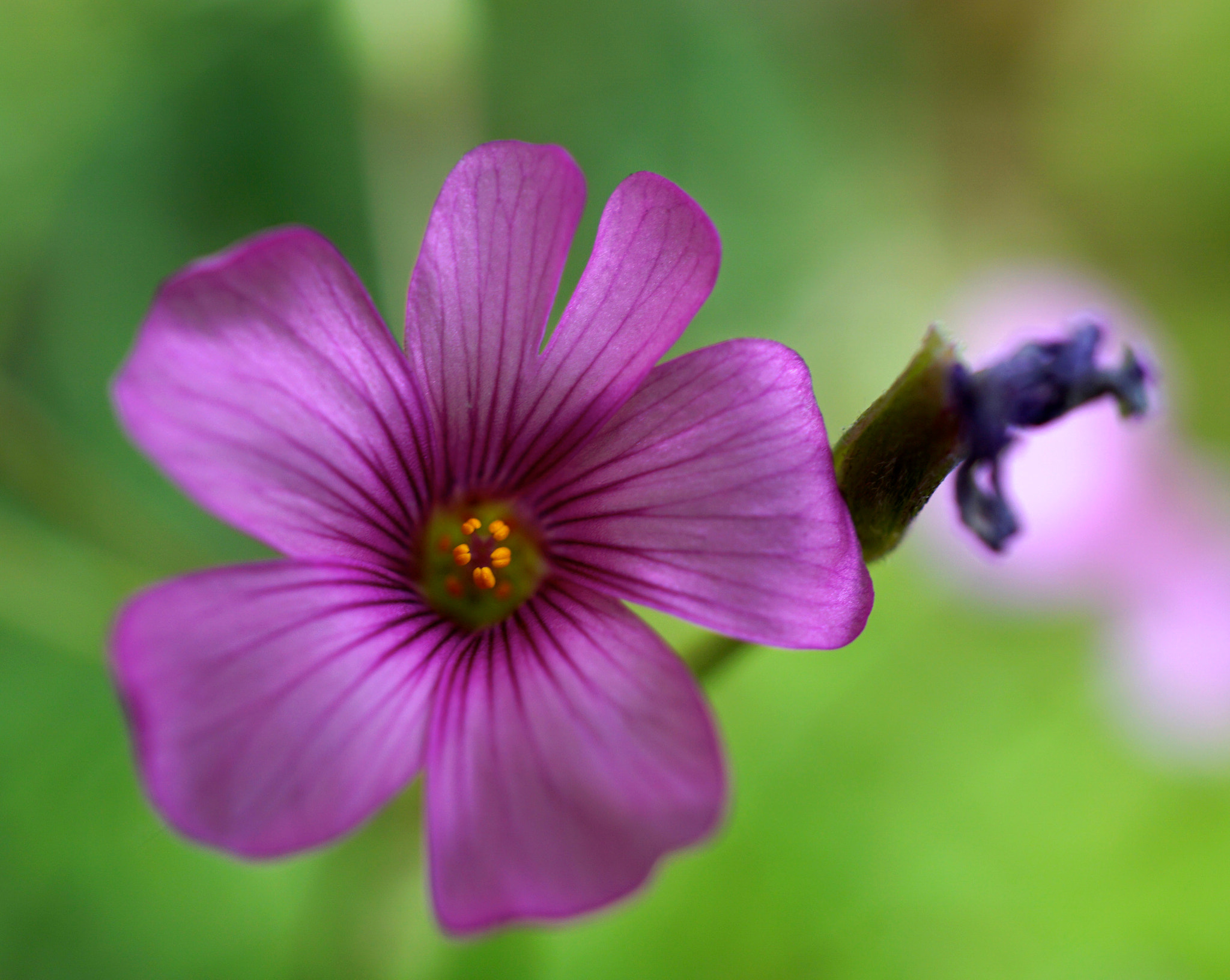 Sony a6000 + Sony E 30mm F3.5 sample photo. Dianthus armeria photography