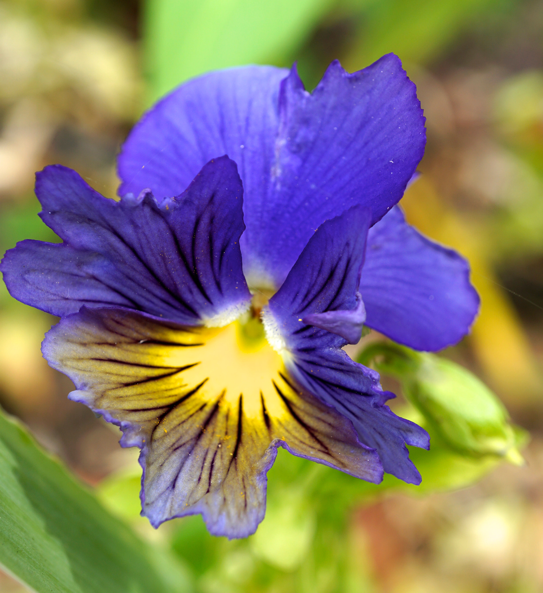Sony a6000 + Sony E 30mm F3.5 sample photo. Periwinkle pansy photography