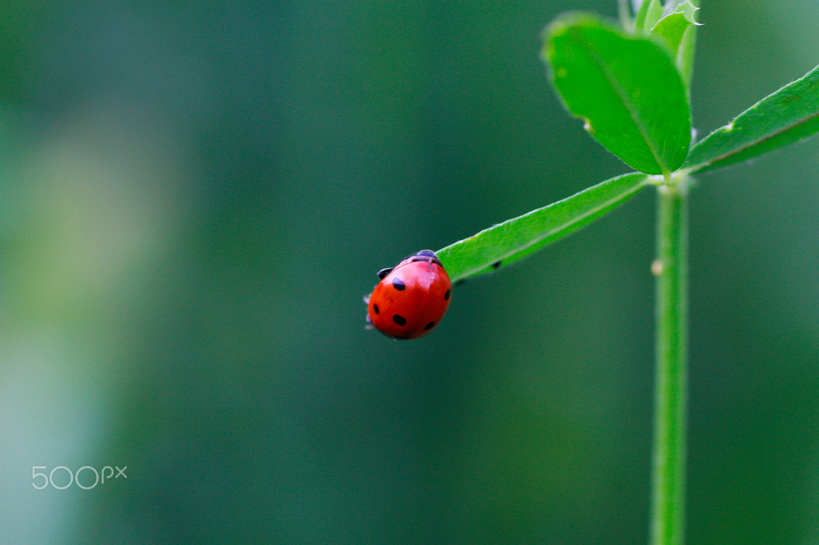 Canon EOS 7D + Tamron SP AF 90mm F2.8 Di Macro sample photo. Ladybug photography