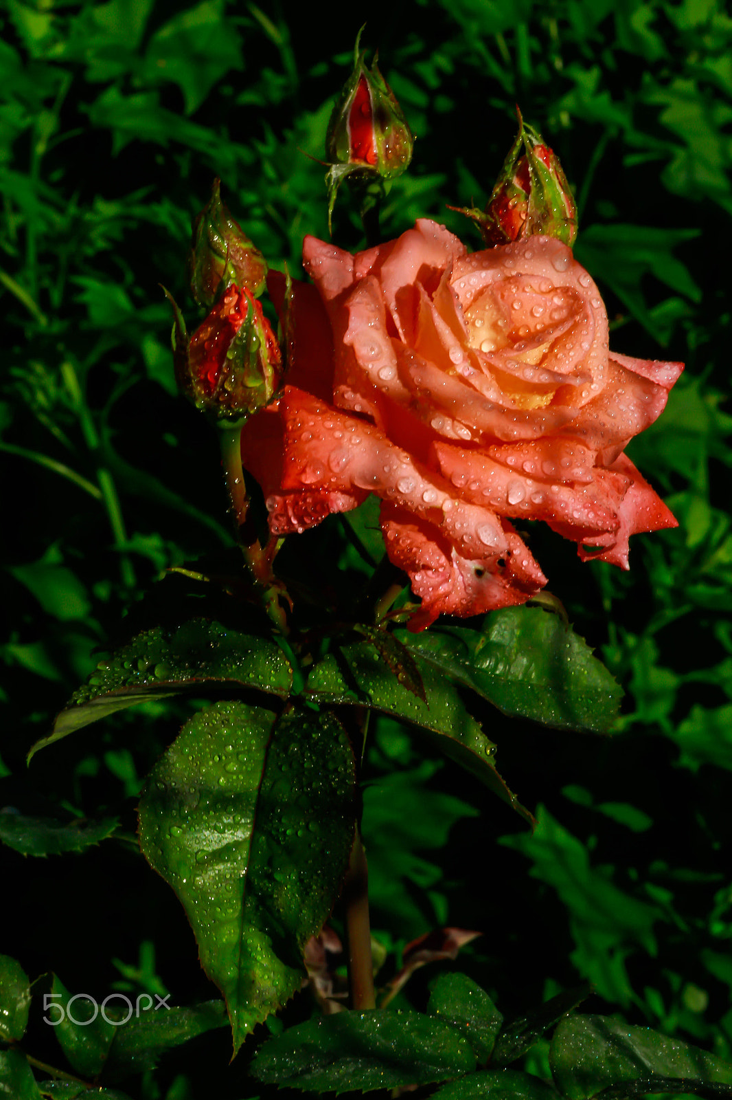 Canon EOS 7D + Tamron SP AF 90mm F2.8 Di Macro sample photo. Twinkle flower photography