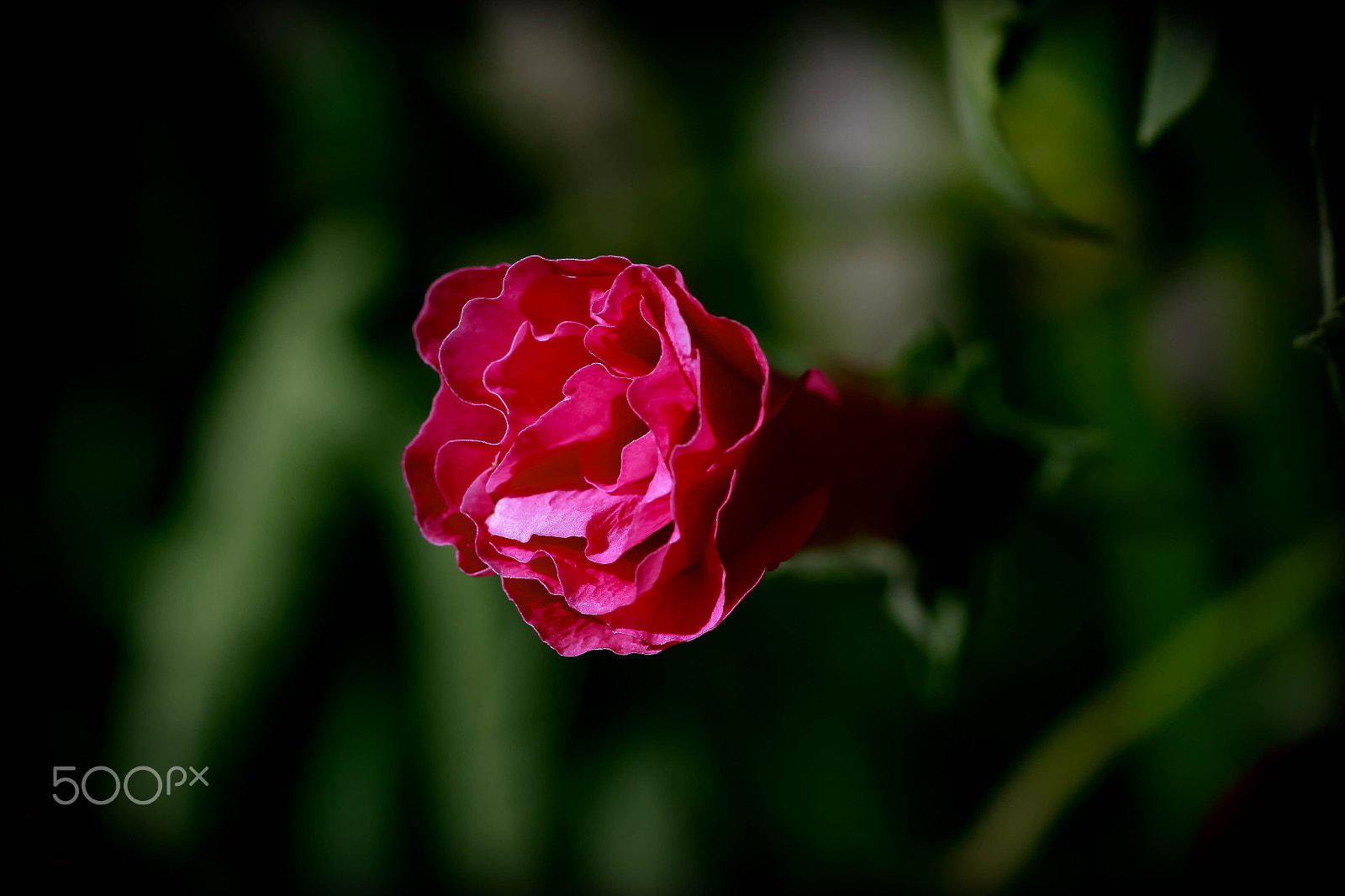 Canon EOS 7D + Tamron SP AF 90mm F2.8 Di Macro sample photo. Bud photography