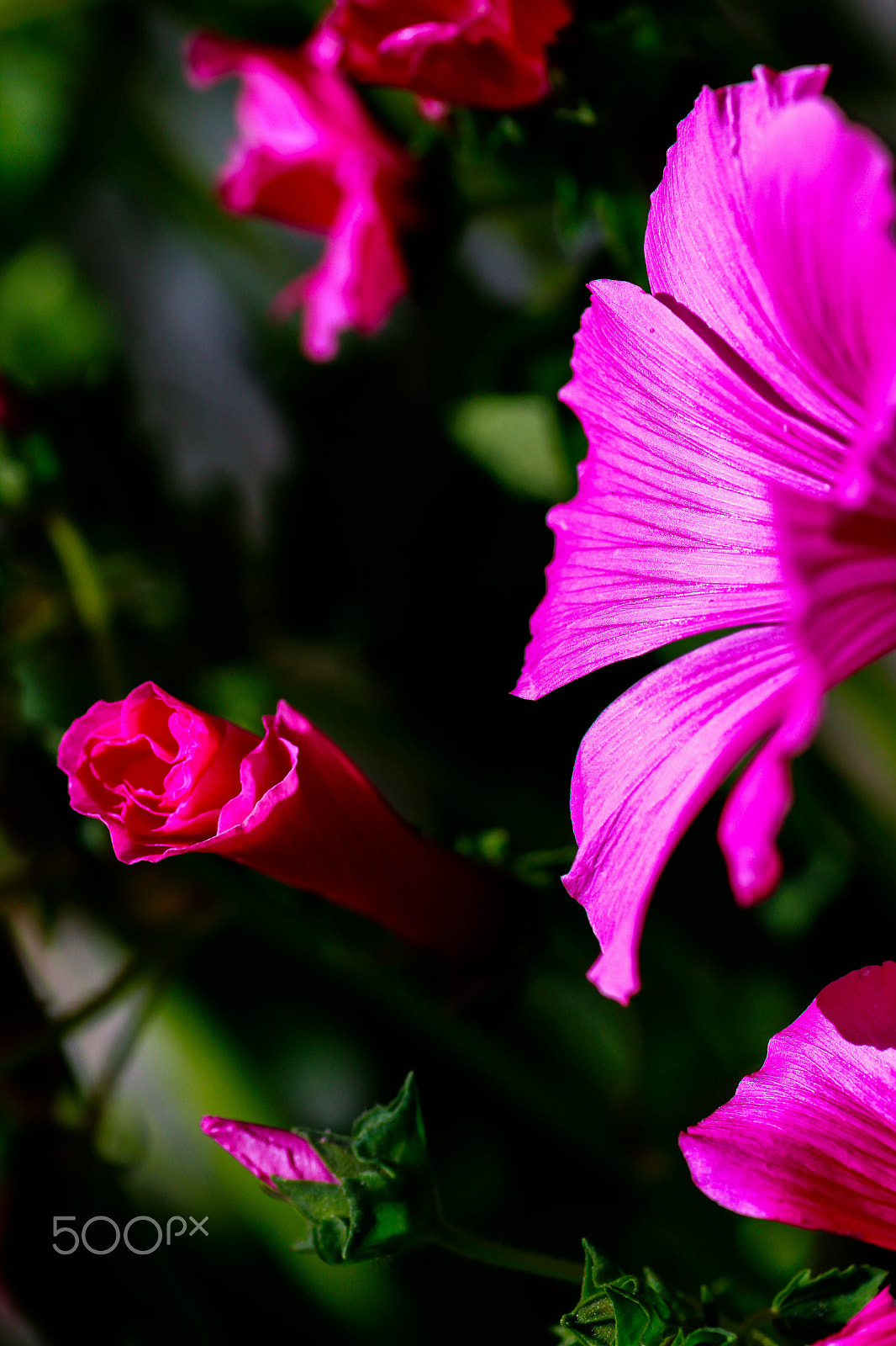 Canon EOS 7D + Tamron SP AF 90mm F2.8 Di Macro sample photo. Twinkle flower photography