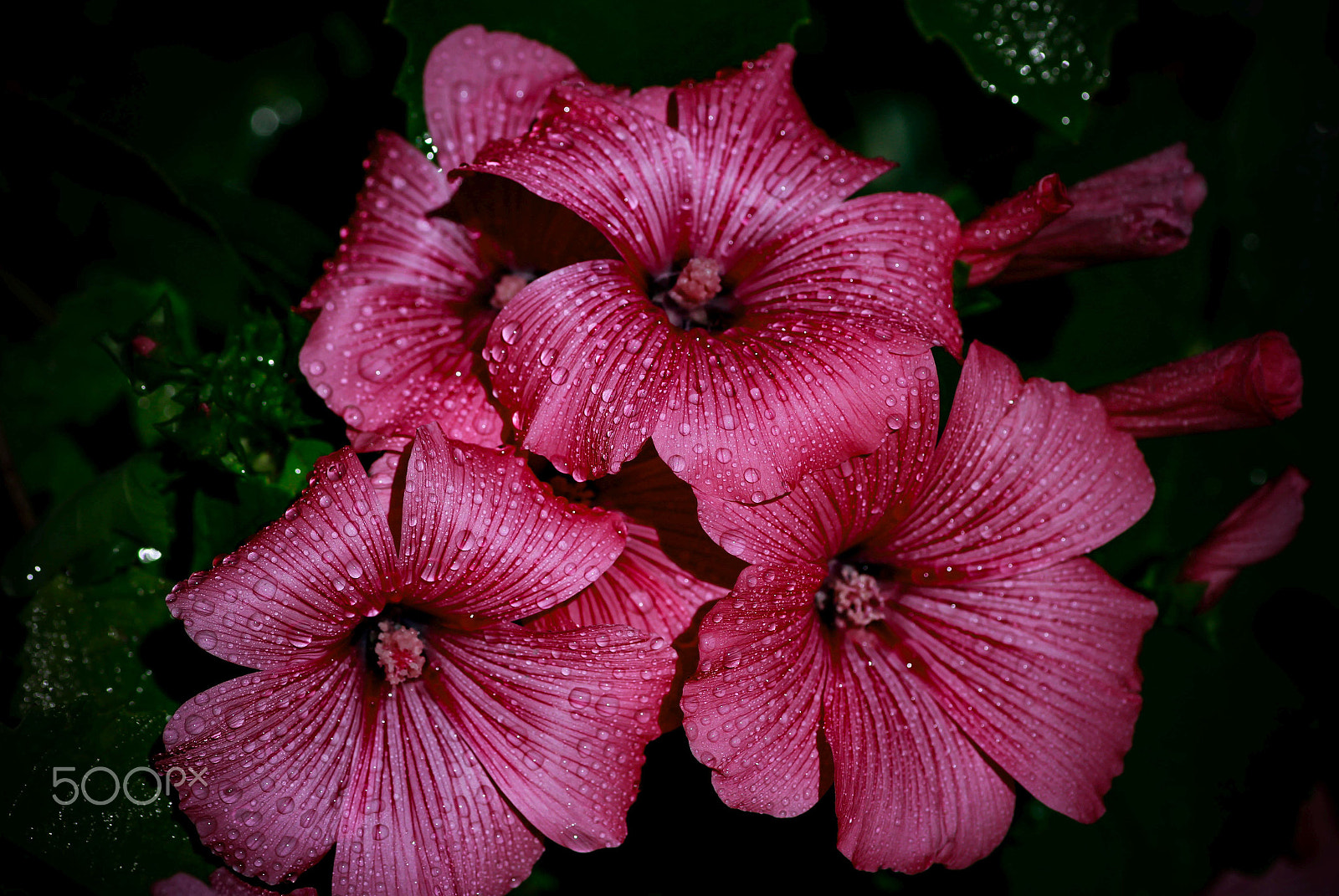 Canon EOS 7D + Tamron SP AF 90mm F2.8 Di Macro sample photo. Twinkle flower photography