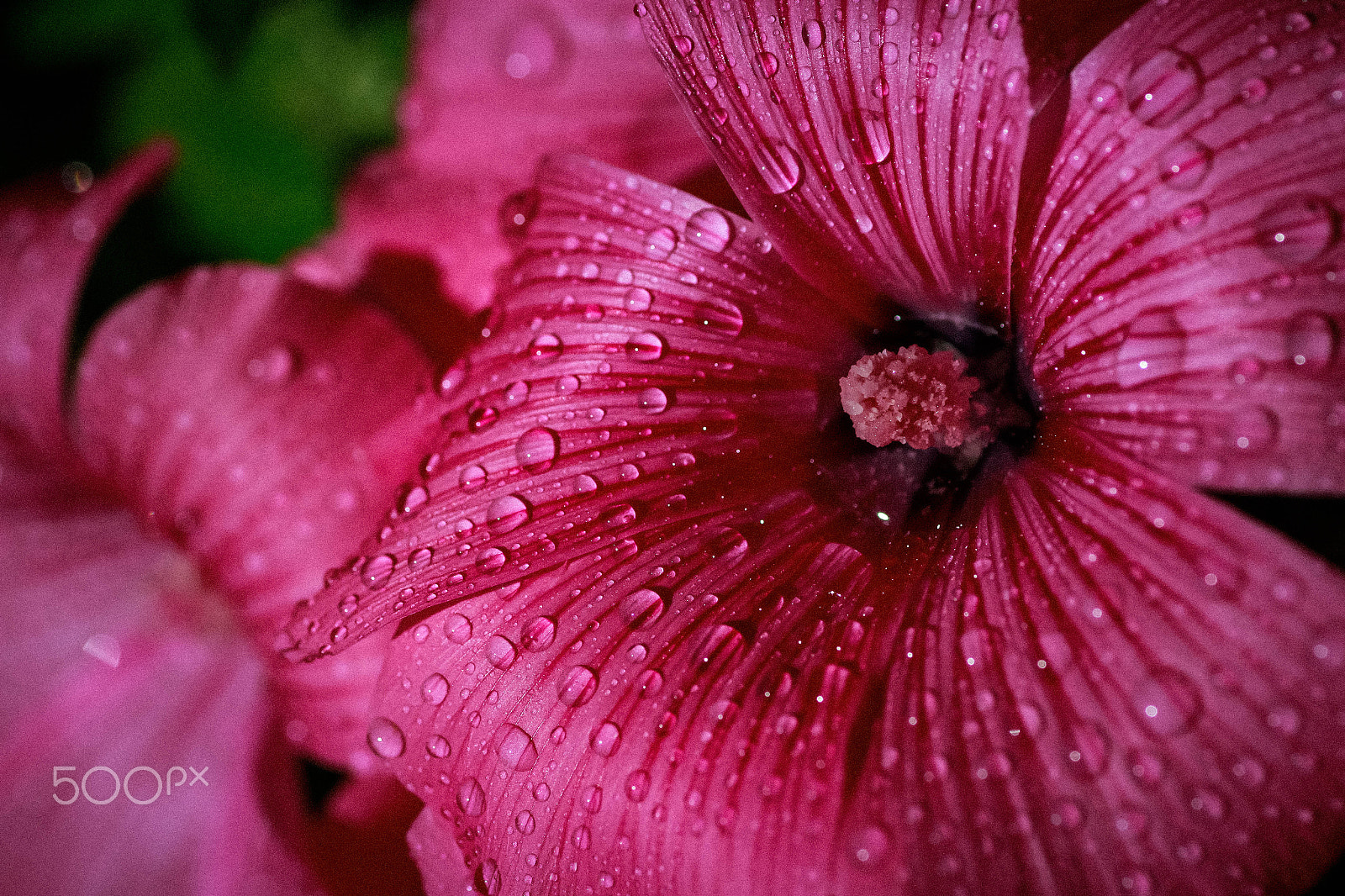 Canon EOS 7D + Tamron SP AF 90mm F2.8 Di Macro sample photo. Twinkle flower photography