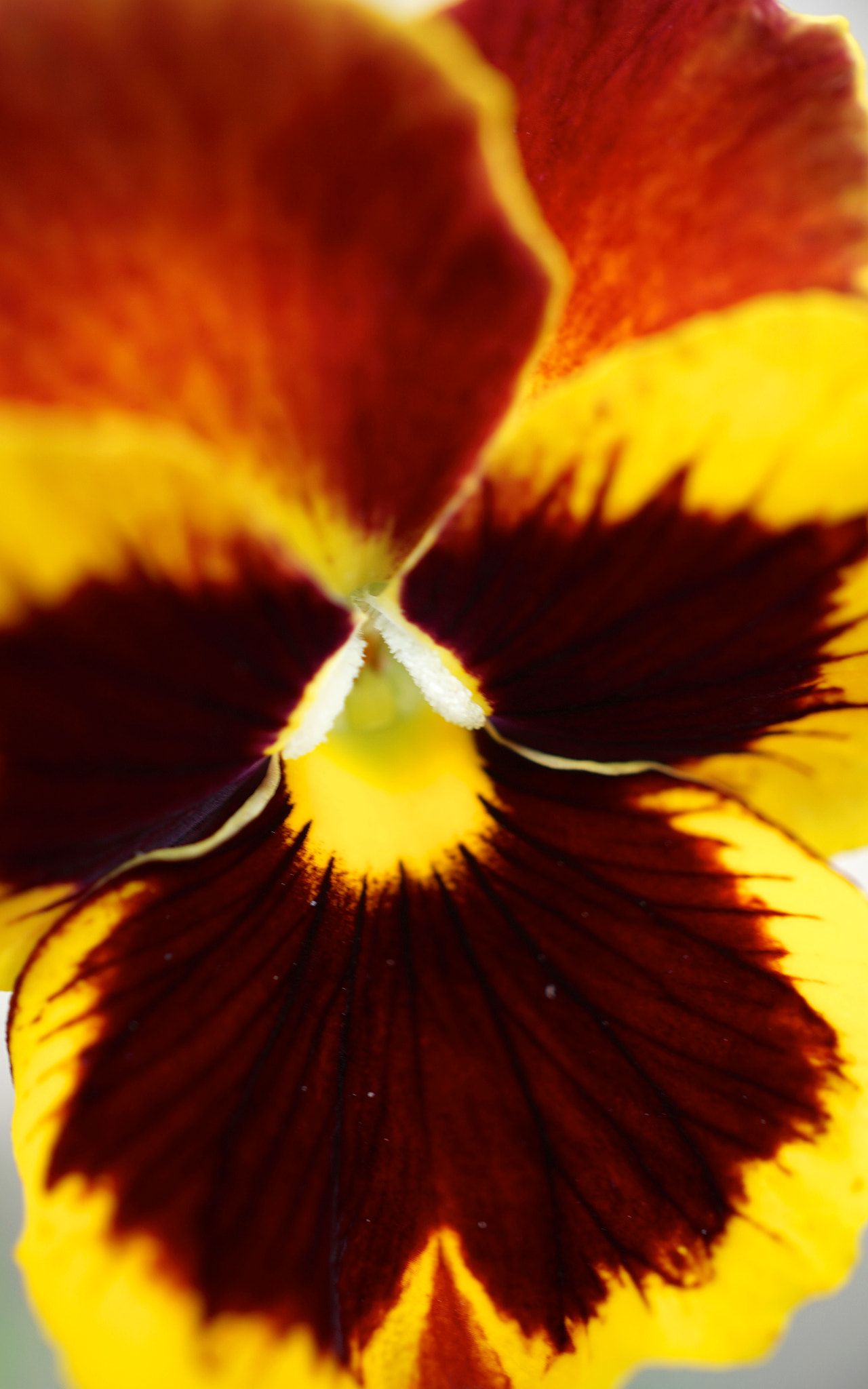 Sony a6000 + Sony E 30mm F3.5 sample photo. Yellow & brown pansy photography