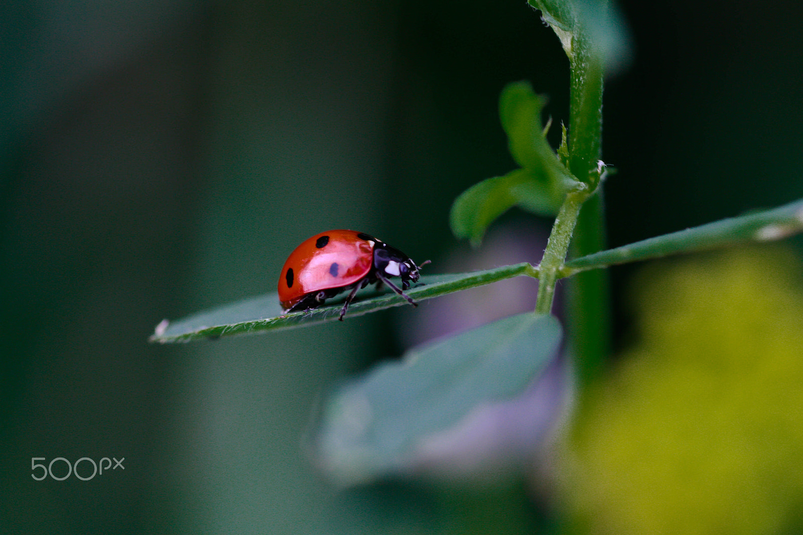 Canon EOS 7D + Tamron SP AF 90mm F2.8 Di Macro sample photo. Ladybug photography