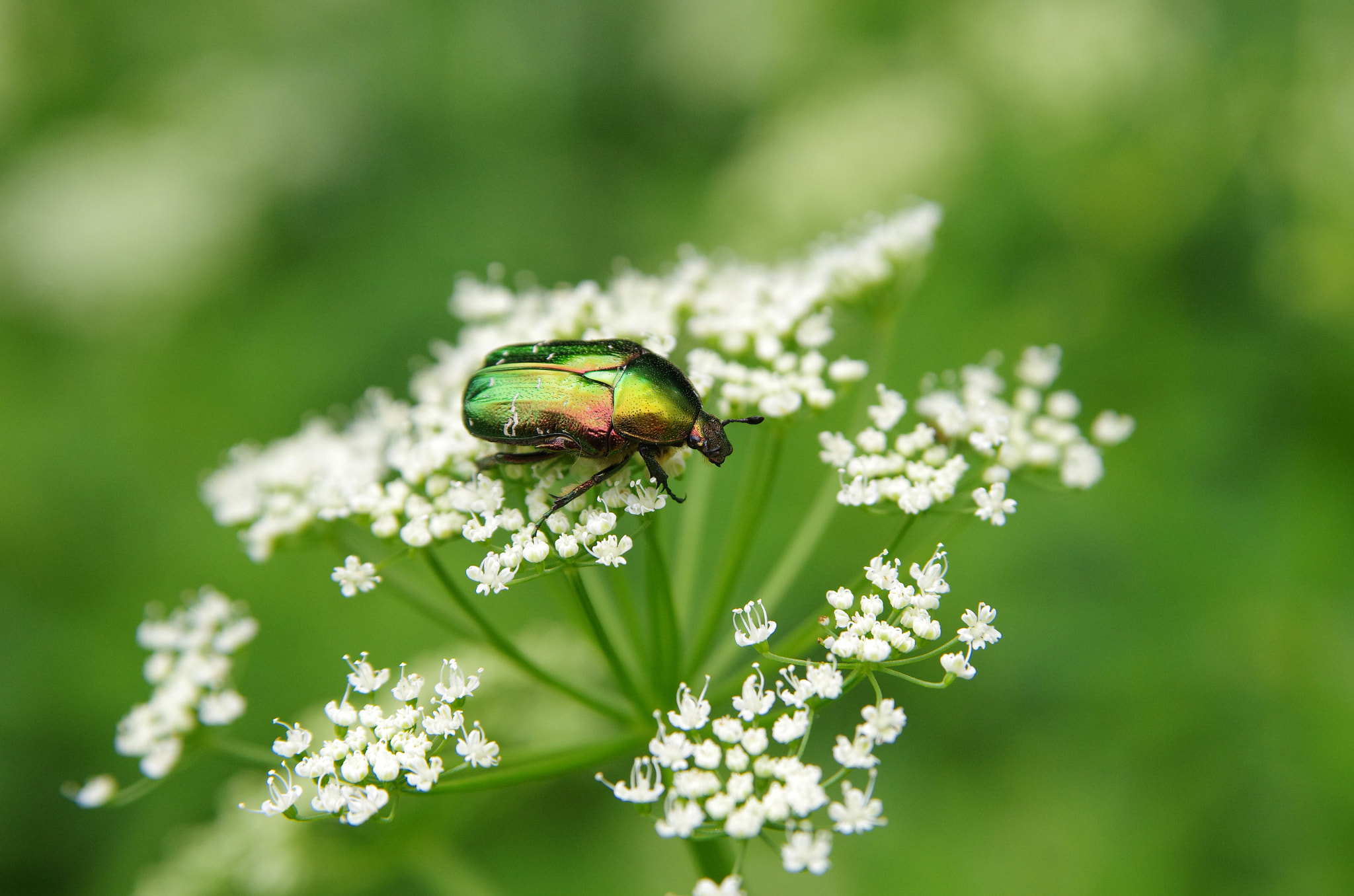 Pentax K-5 sample photo. Green  bug photography