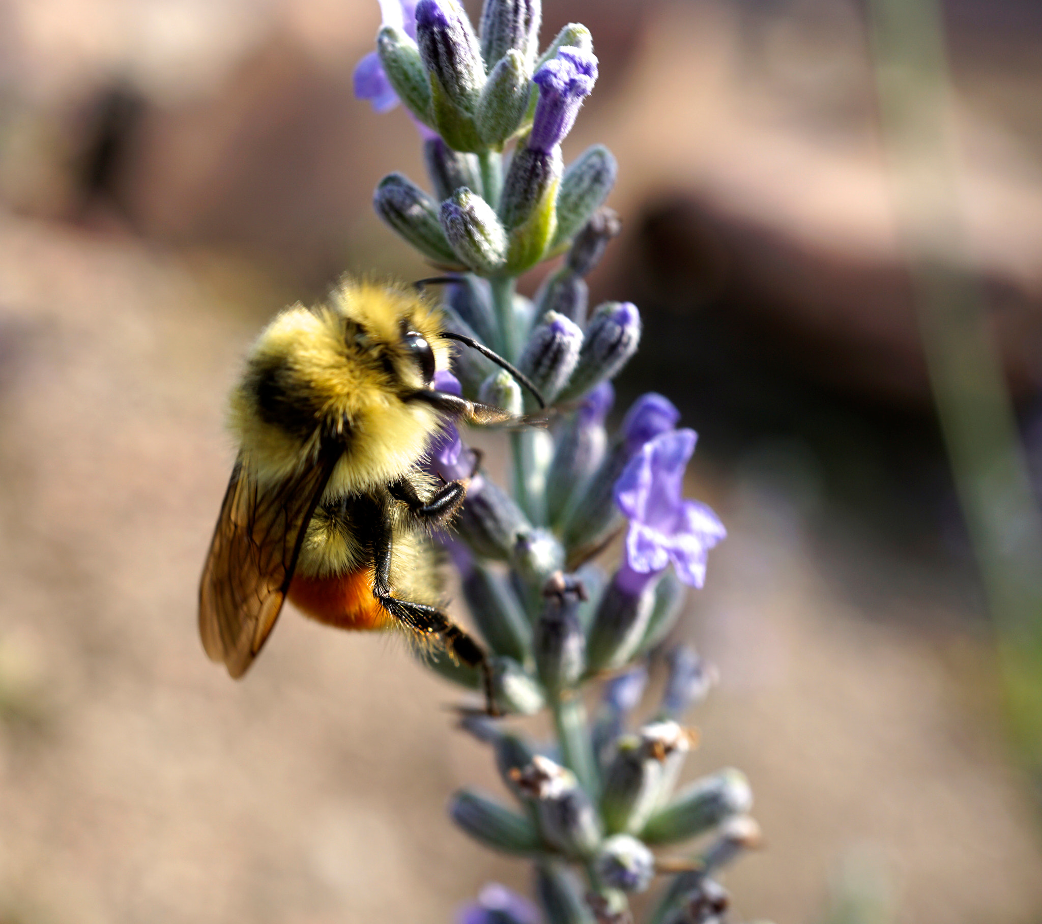 Sony E 30mm F3.5 sample photo. Busy bee! photography