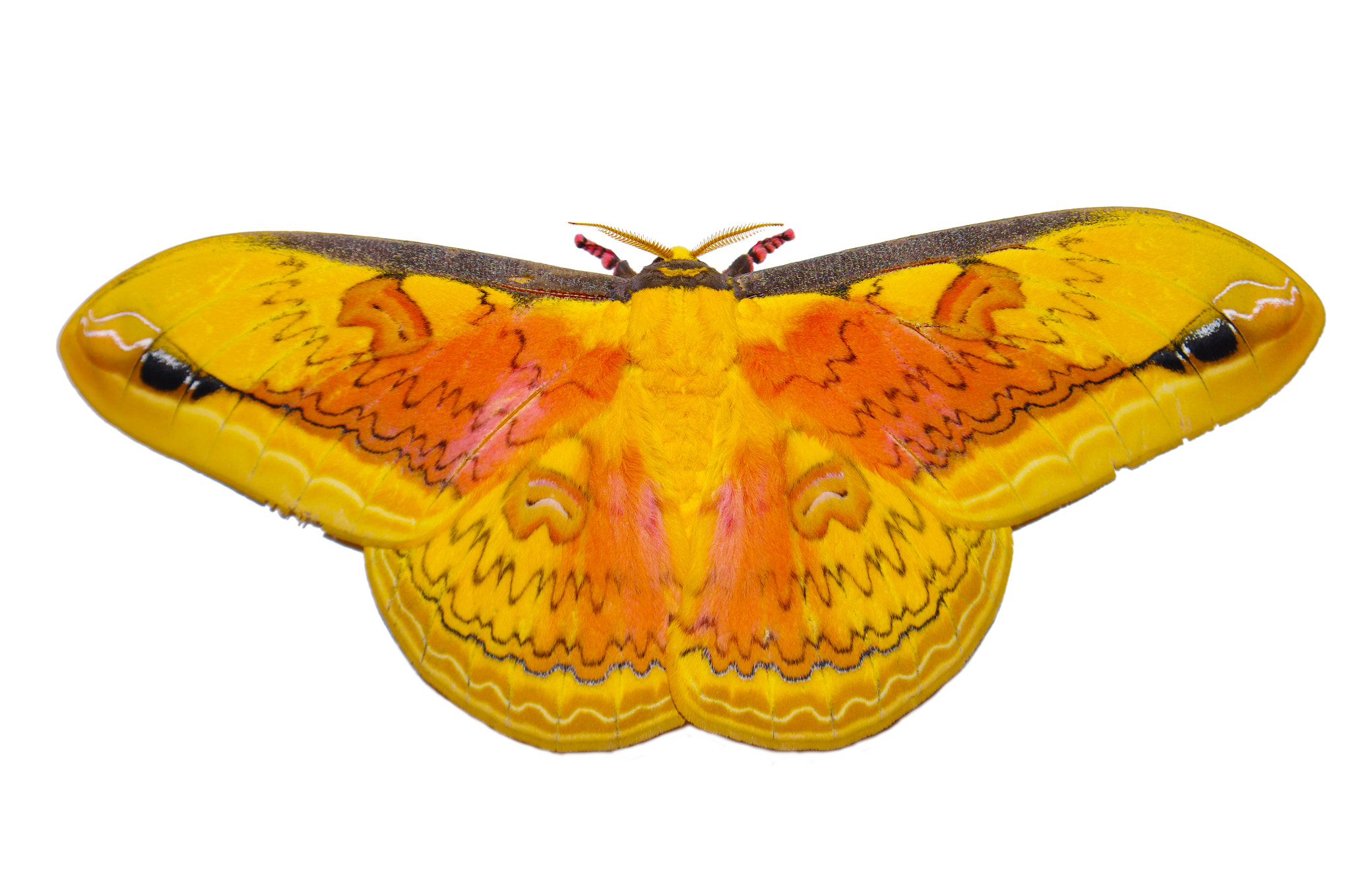 Pentax smc DA 16-45mm F4 ED AL sample photo. Large yellow moth photography