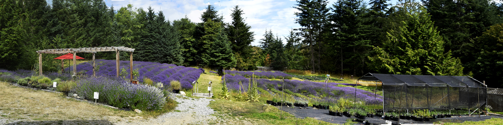 Nikon AF-S Nikkor 24-120mm F4G ED VR sample photo. Lavender photography