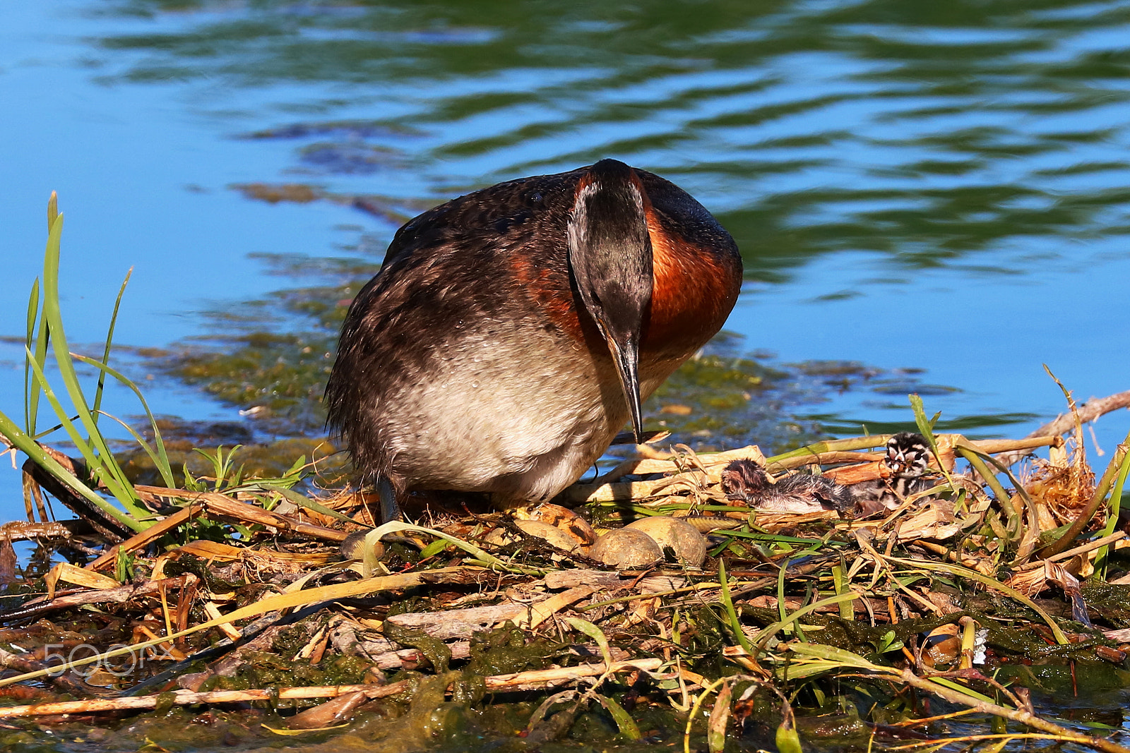 Canon EOS 760D (EOS Rebel T6s / EOS 8000D) sample photo. Red-necked grebes - just hatched 01 photography