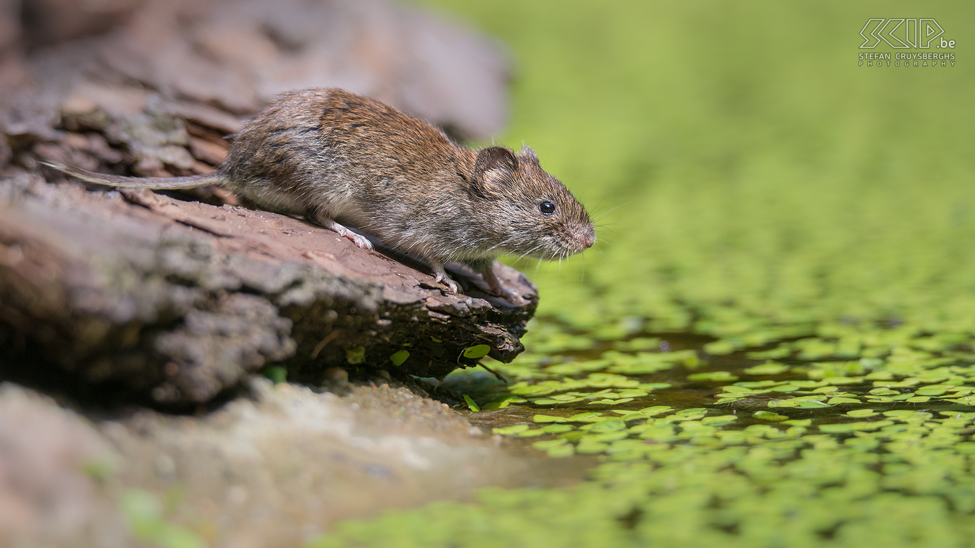 Sigma 150-600mm F5-6.3 DG OS HSM | S sample photo. Common vole photography